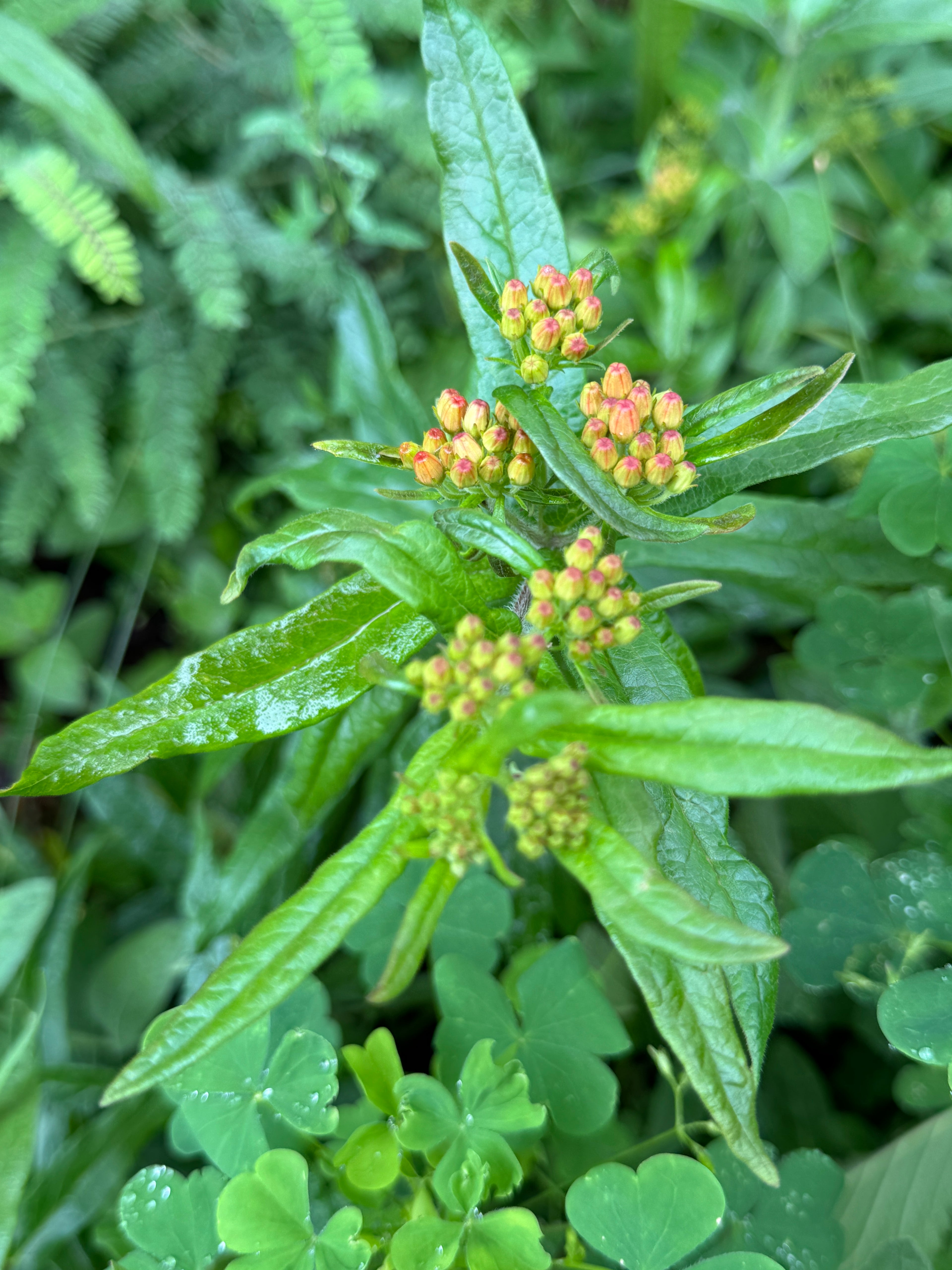 Butterfly Milkweed (Asclepias Tuberosa)