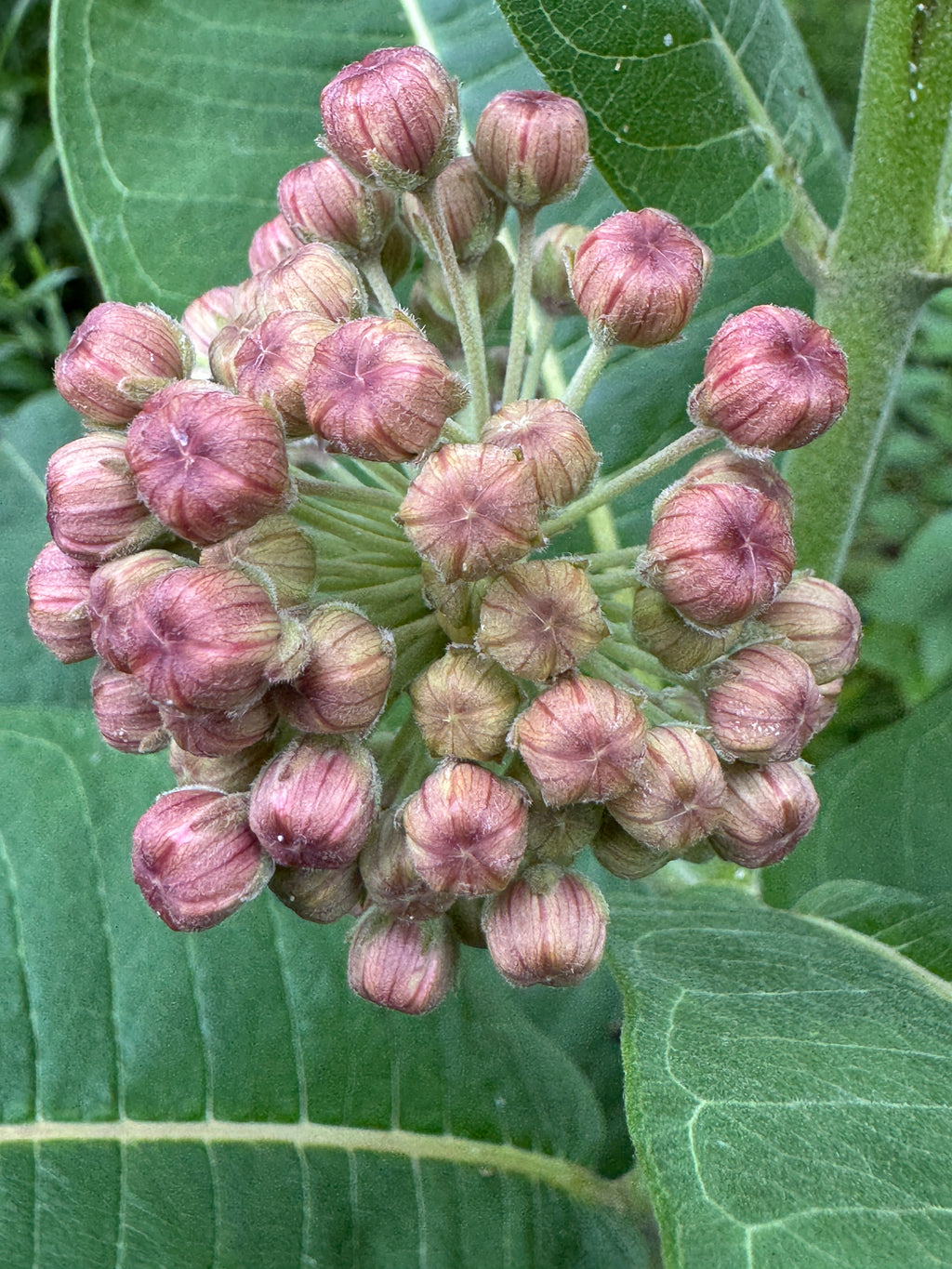 Common Milkweed (Asclepias Syriaca)