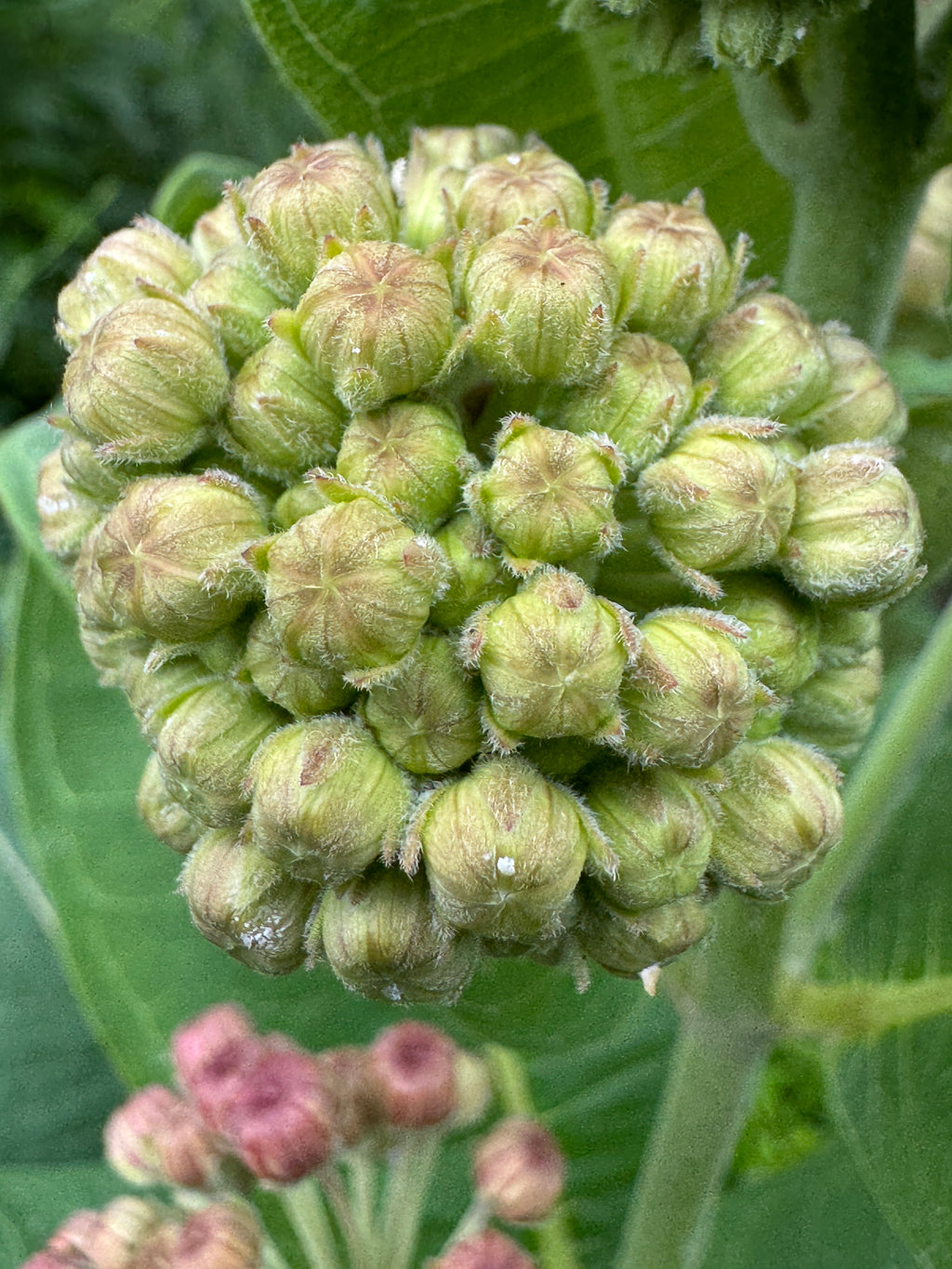 Common Milkweed (Asclepias Syriaca)