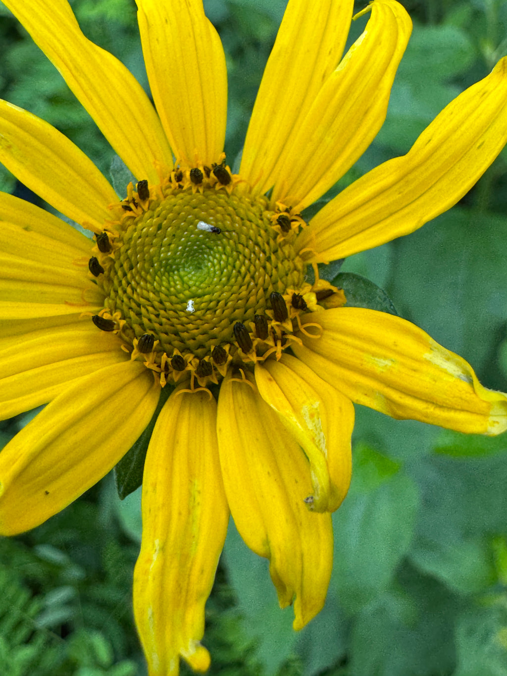 Ox Eye (Heliopsis Helianthoides)
