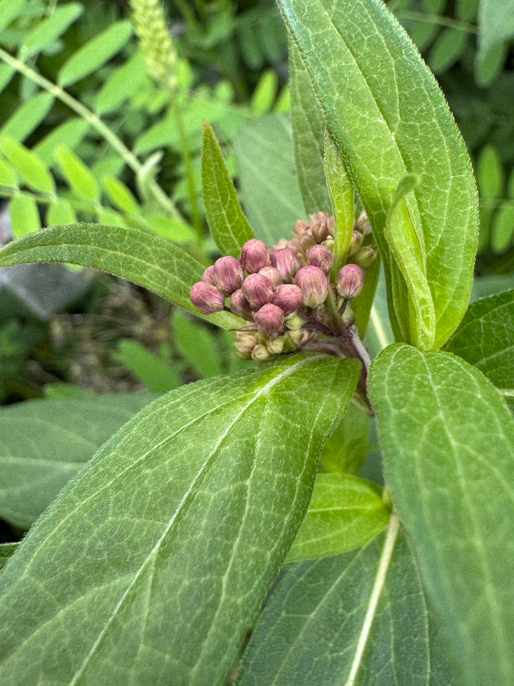 Swamp Milkweed (Asclepias Incarnata)
