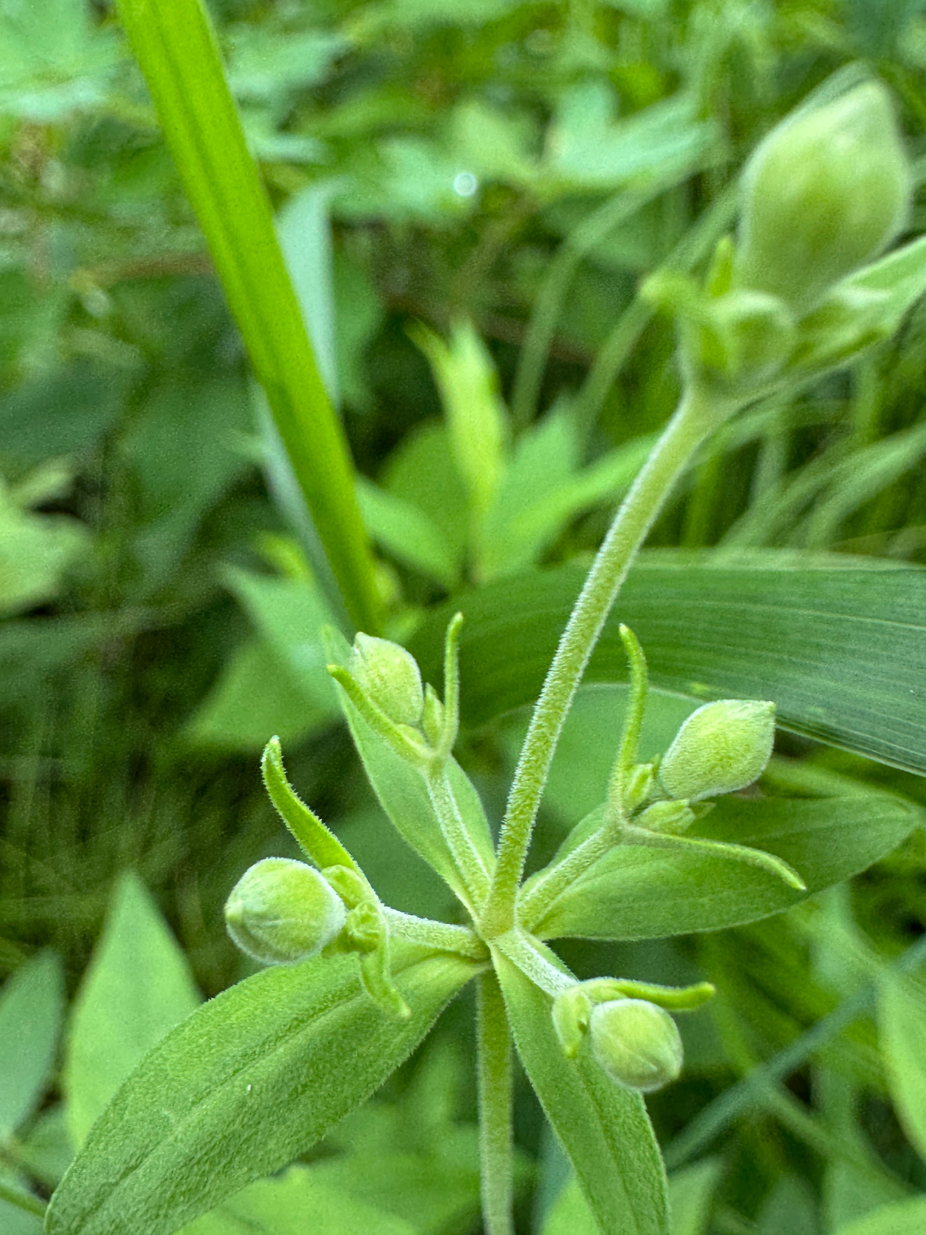 Starry Campion (Silene Stellata)