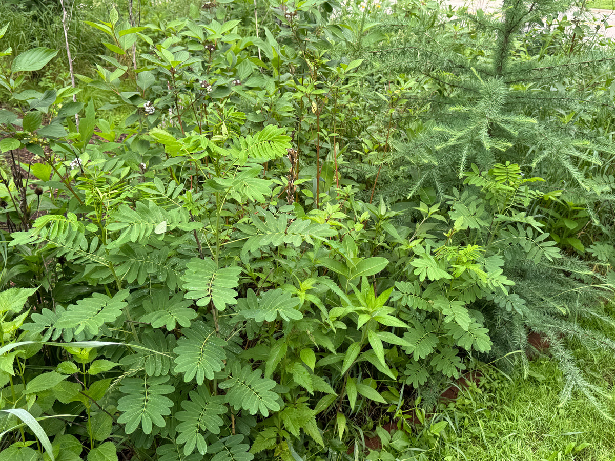 Wild Senna (Senna hebecarpa)