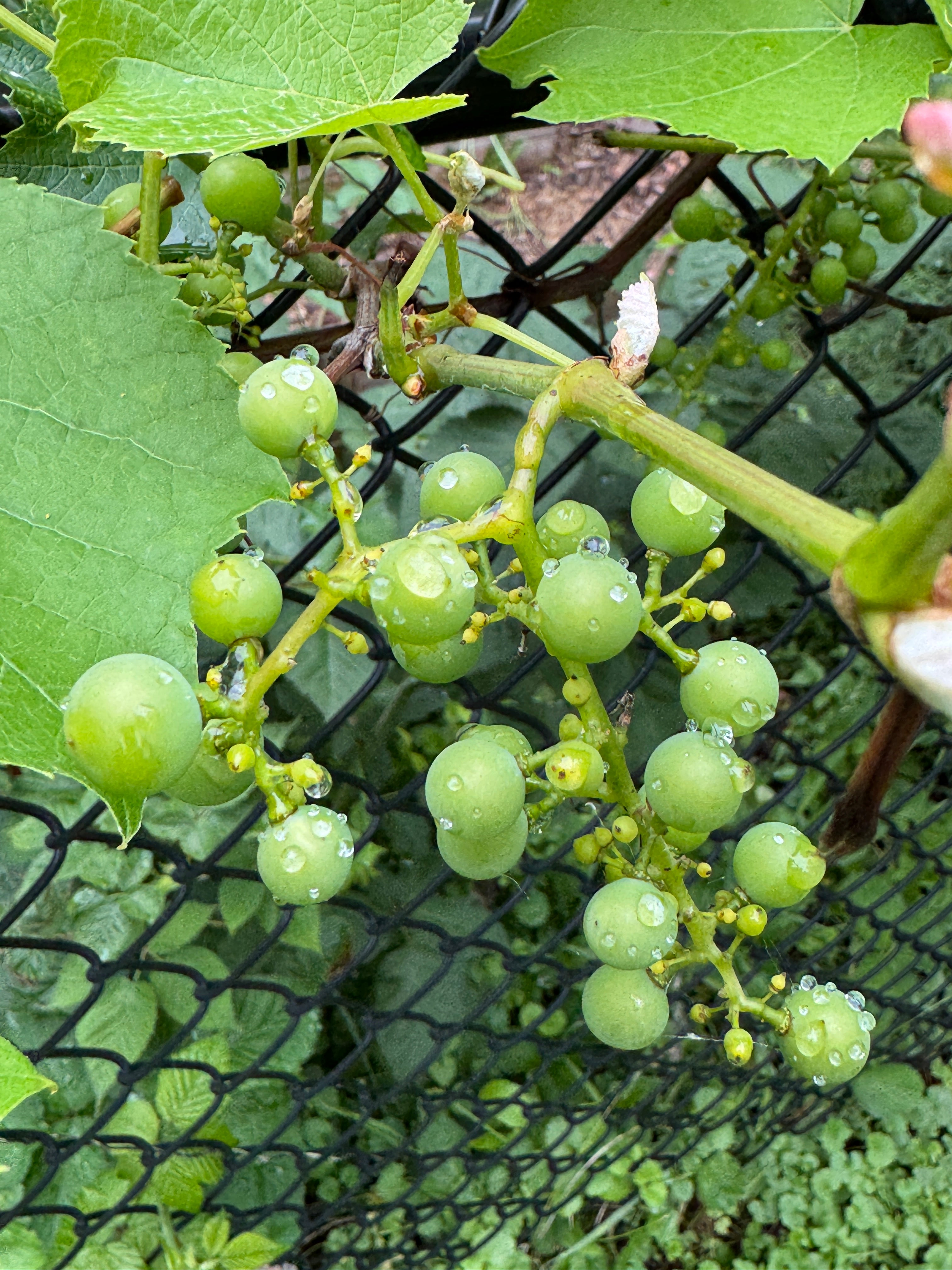 Concord Grape (Vitis Labrusca 'Concord')