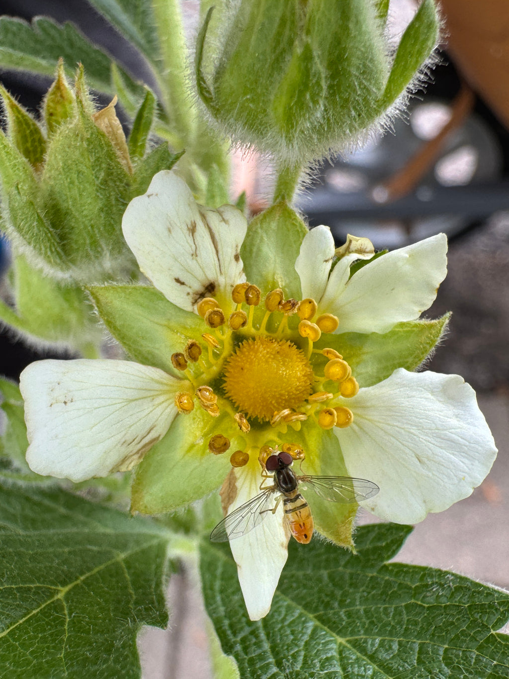 Prairie Cinquefoil (Drymocallis Arguta)