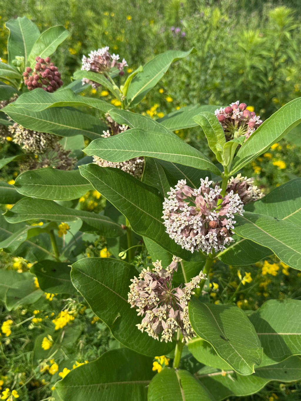 Common Milkweed (Asclepias Syriaca)
