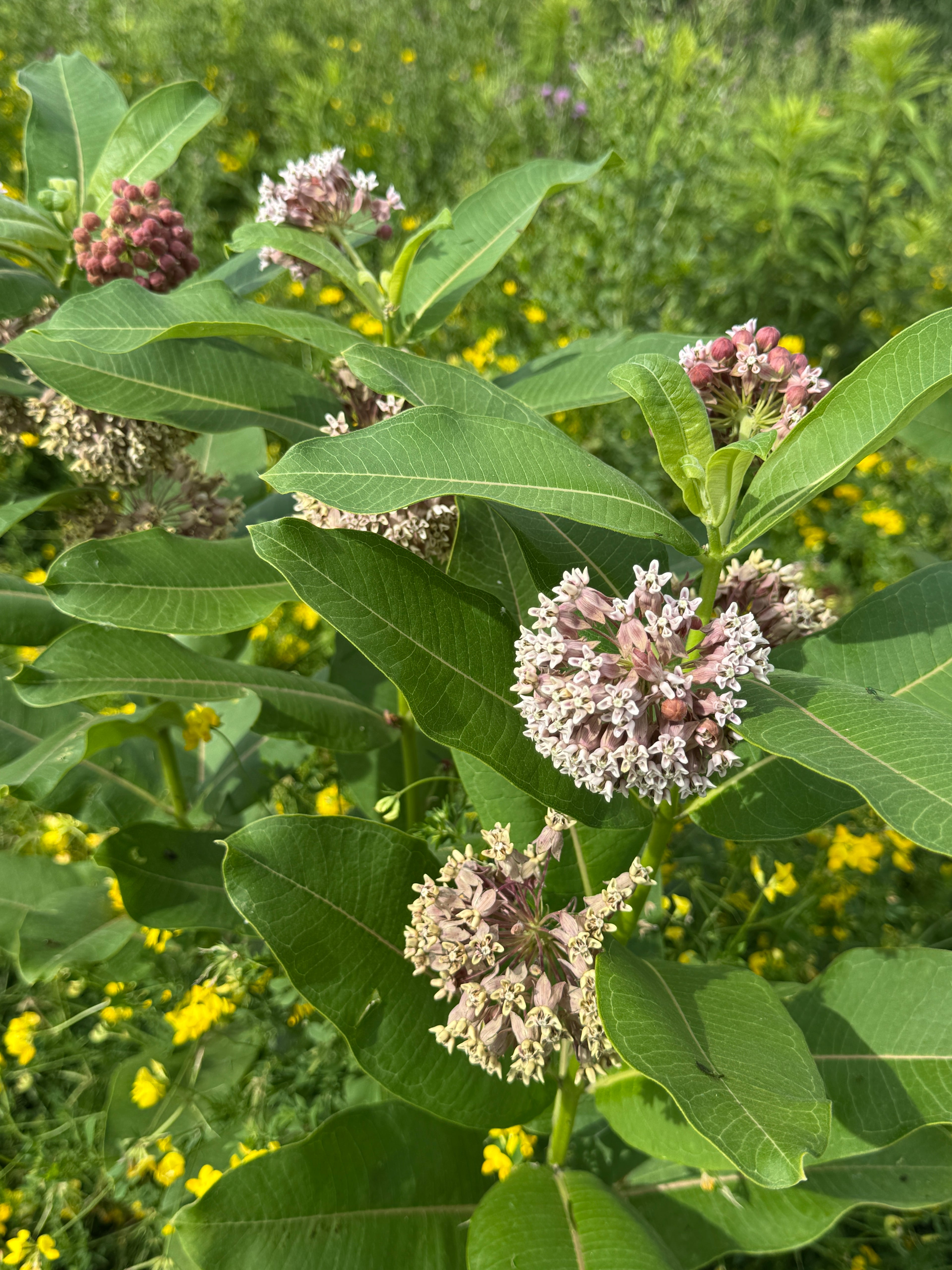 Common Milkweed (Asclepias Syriaca)