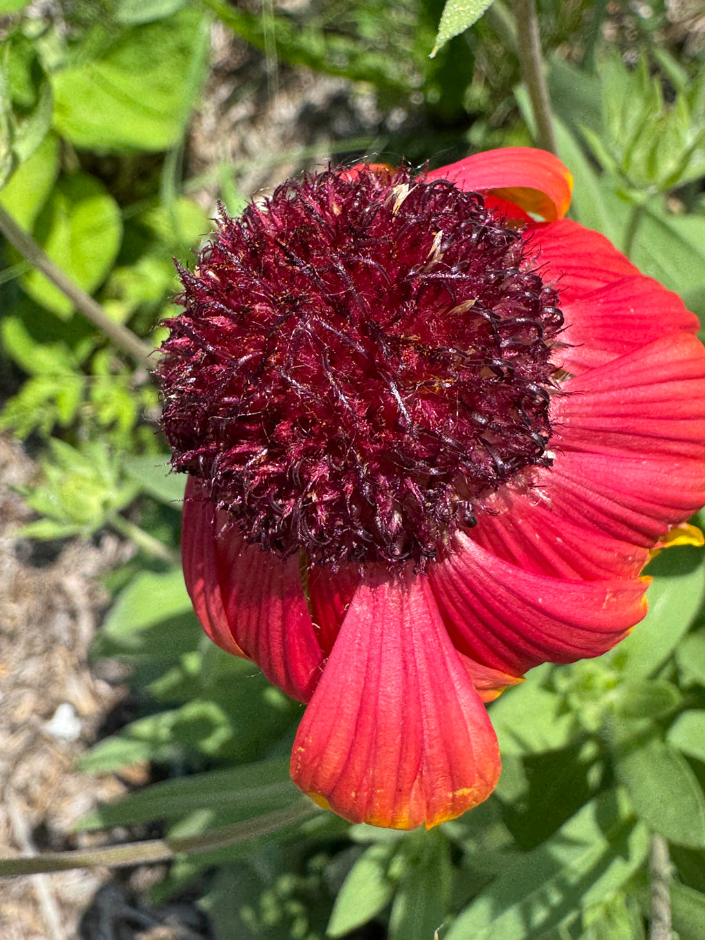 Blanket Flower (Gaillardia Aristata)