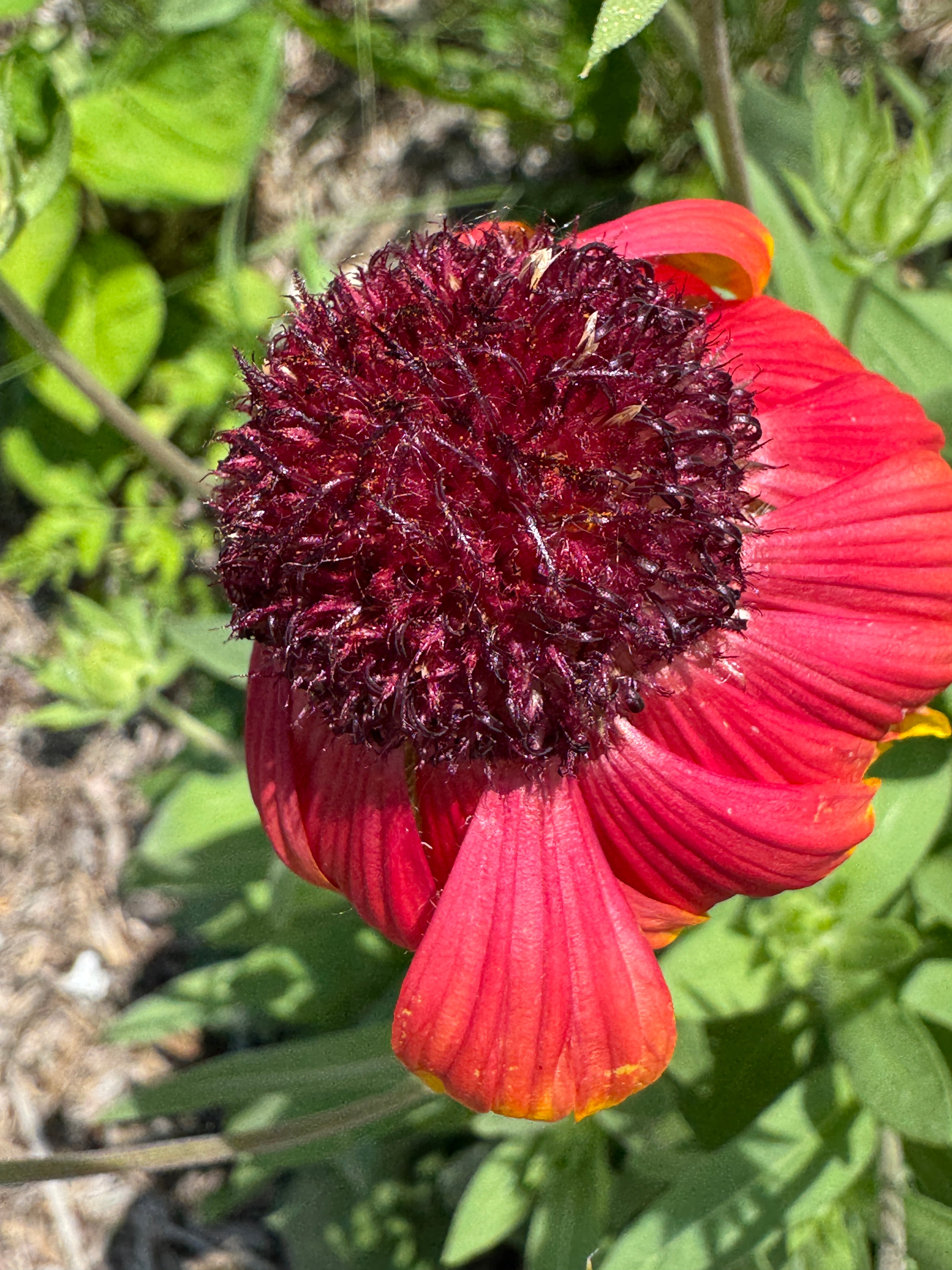Blanket Flower (Gaillardia Aristata)