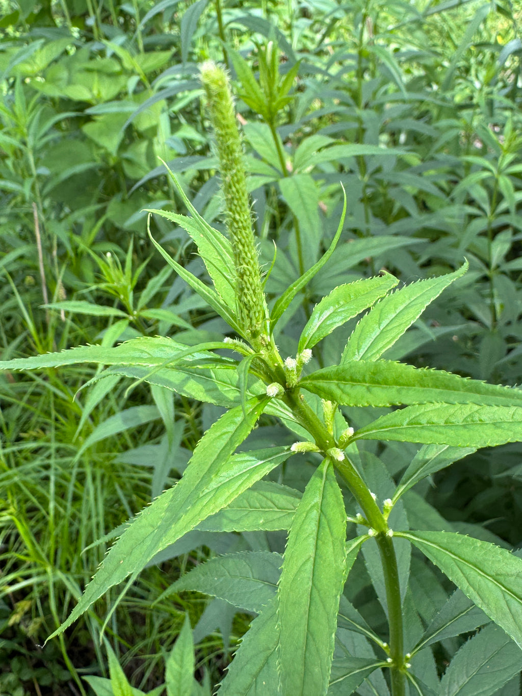 Culver's Root (Veronicastrum Virginicum)