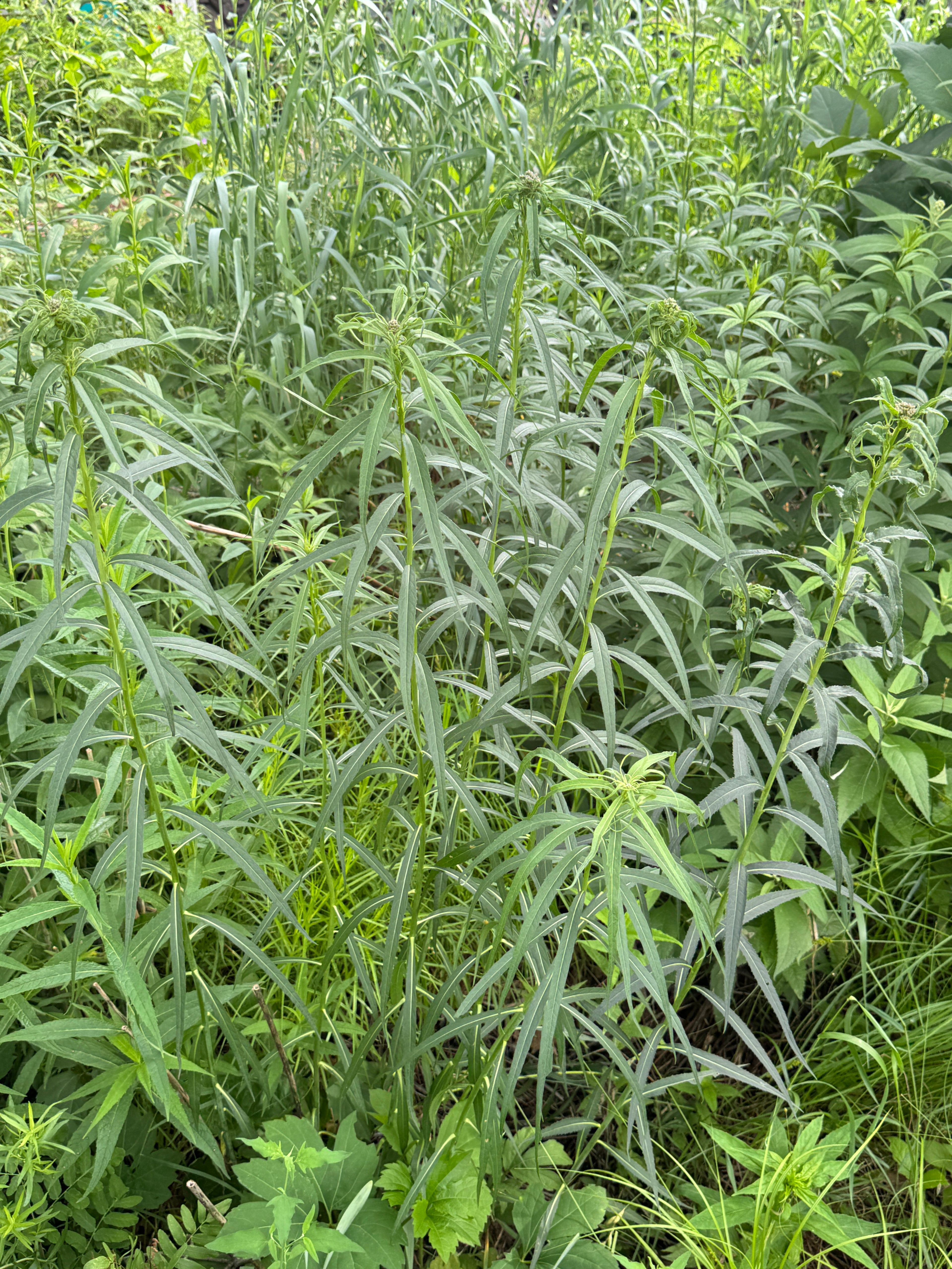 Ironweed (Vernonia Fasciculata)