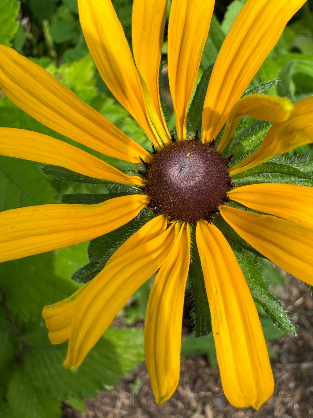 Black-eyed Susan (Rudbeckia Hirta)