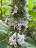 Hairy Wood Mint (Blephilia Hirsuta)