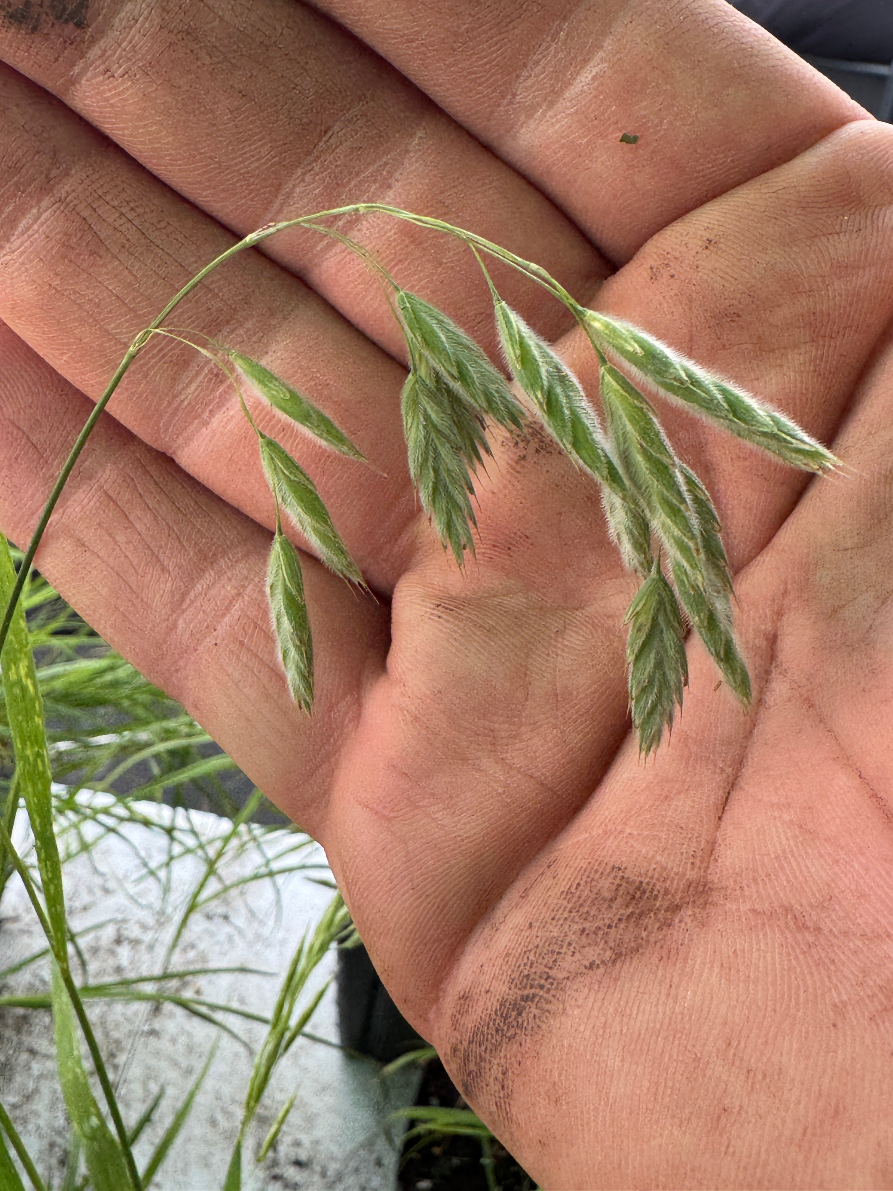 Prairie Brome (Bromus Kalmii)