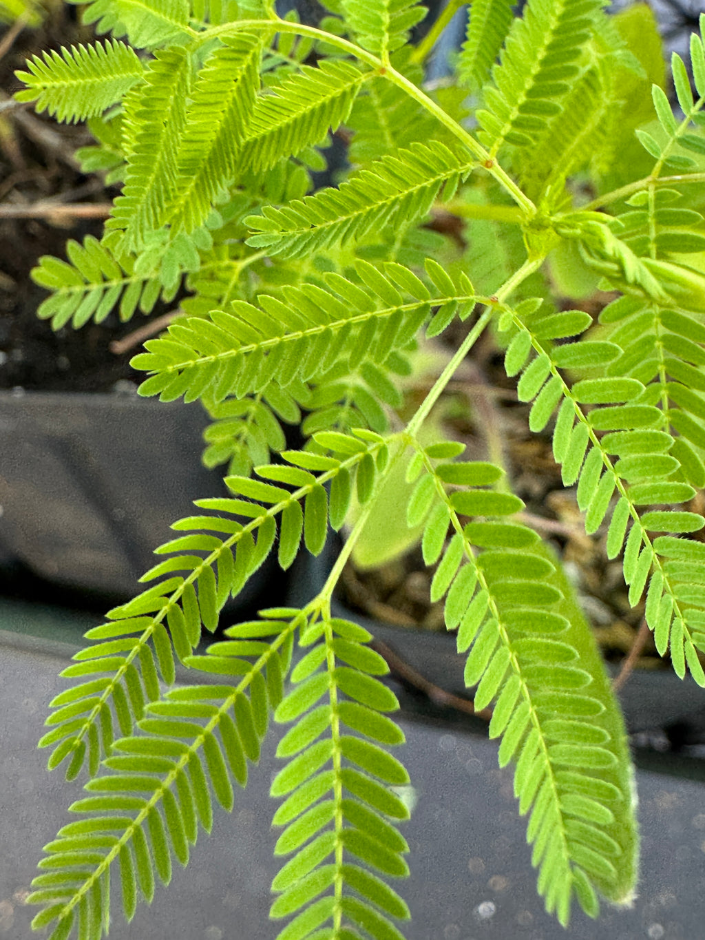 Illinois Bundleflower (Desmanthus Illinoensis)