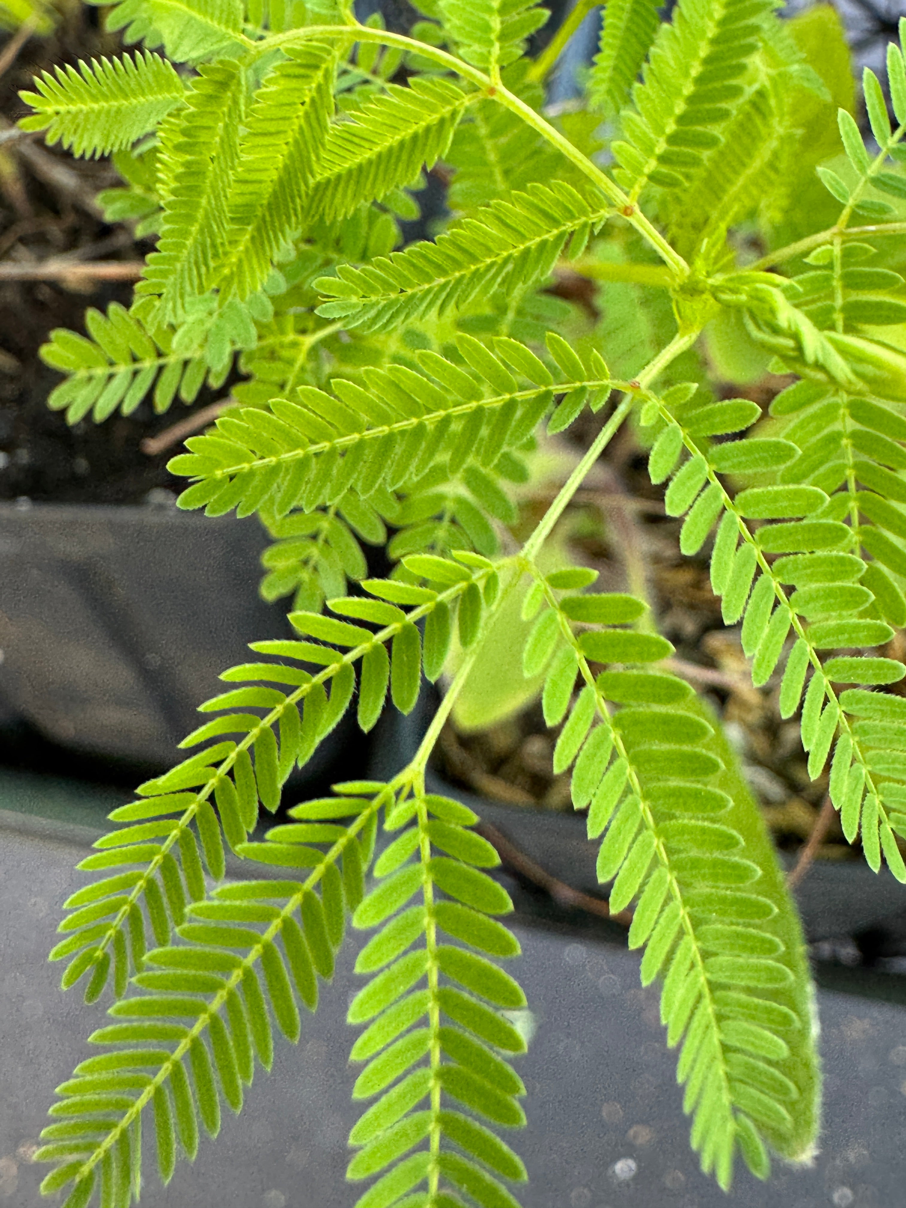 Illinois Bundleflower (Desmanthus Illinoensis)