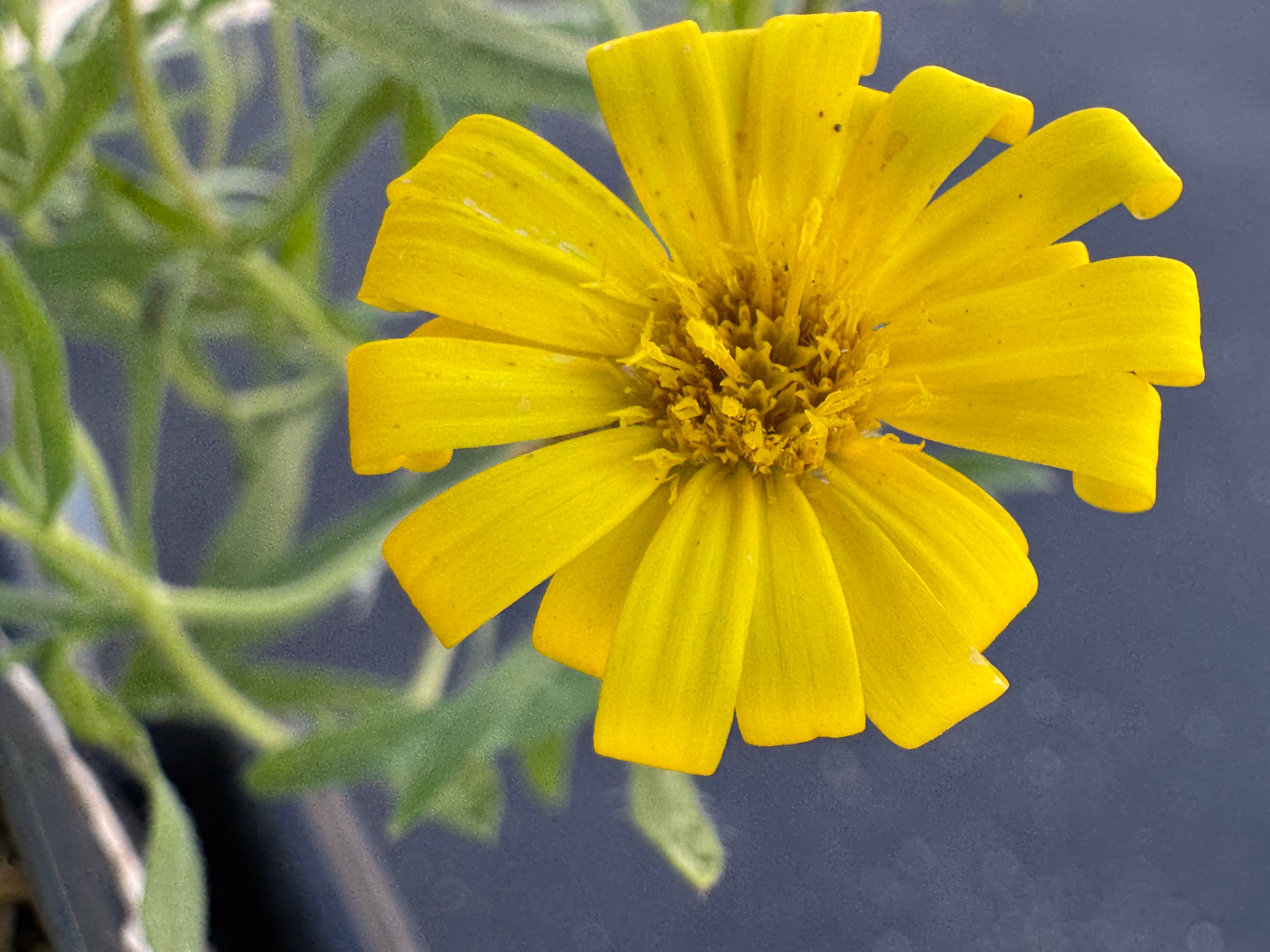 Hairy False Goldenaster (Heterotheca Villosa)