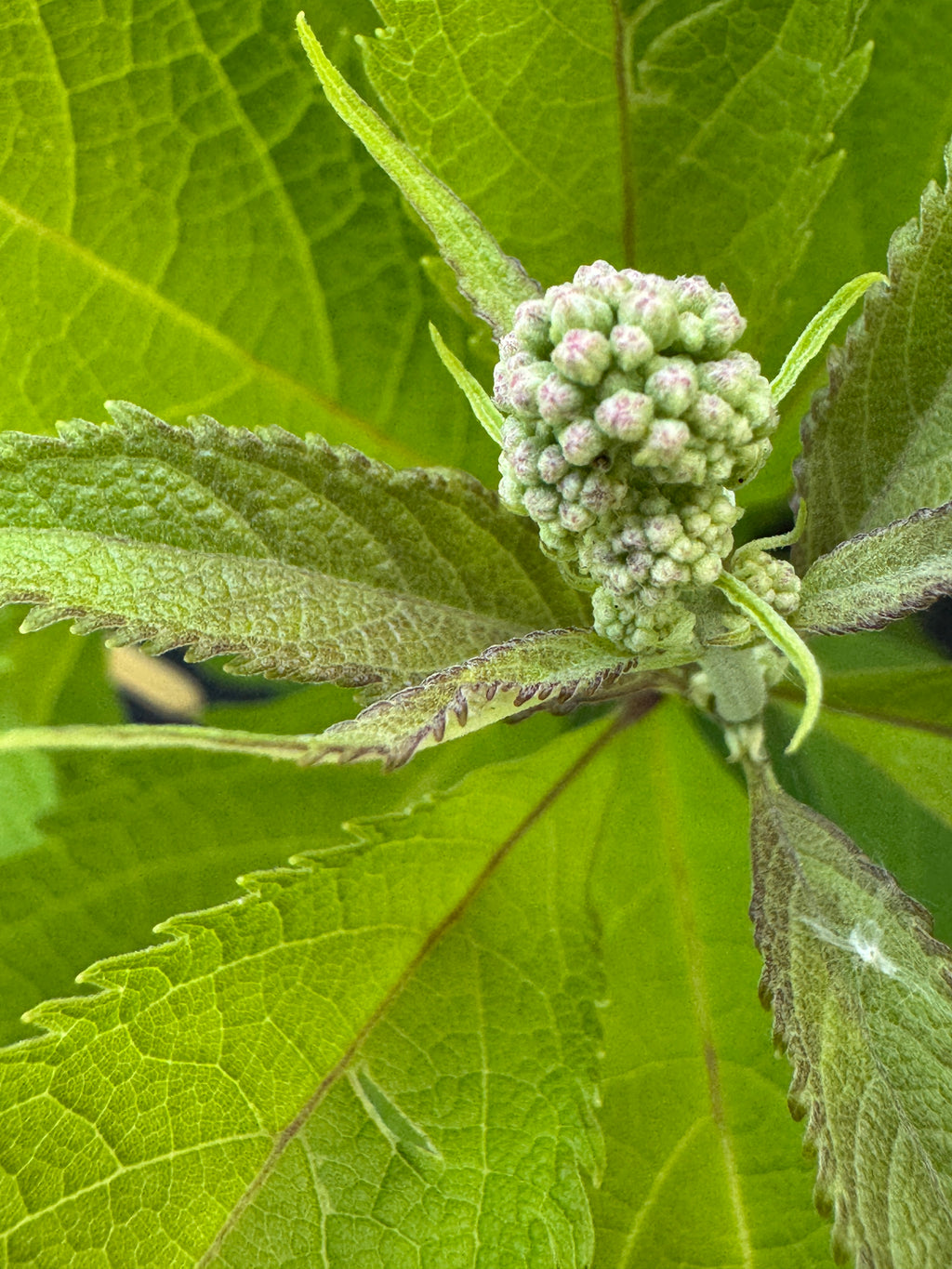 Spotted Joe Pye Weed (Eutrochium maculatum)