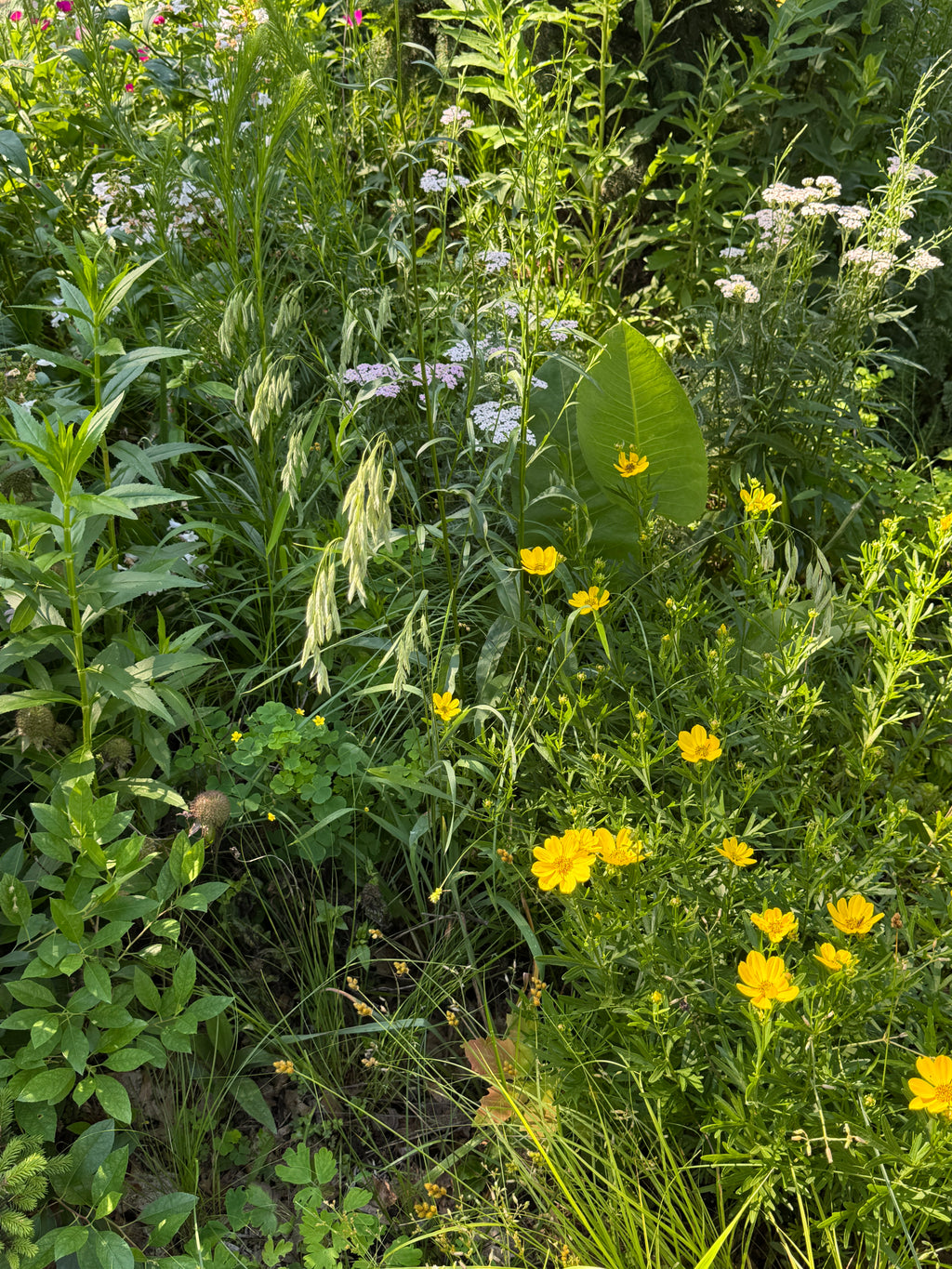 Prairie Brome (Bromus Kalmii)