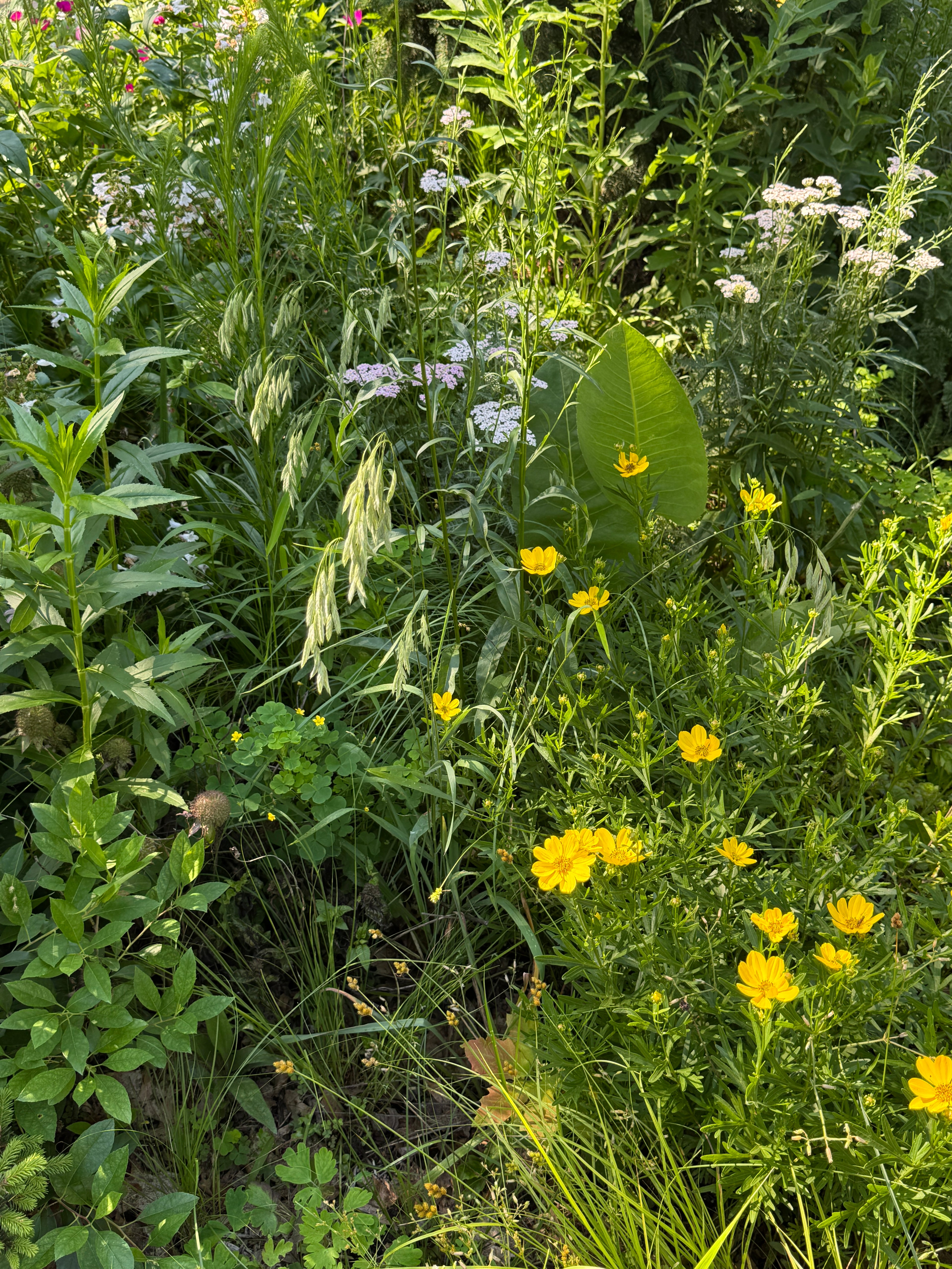 Prairie Brome (Bromus Kalmii)