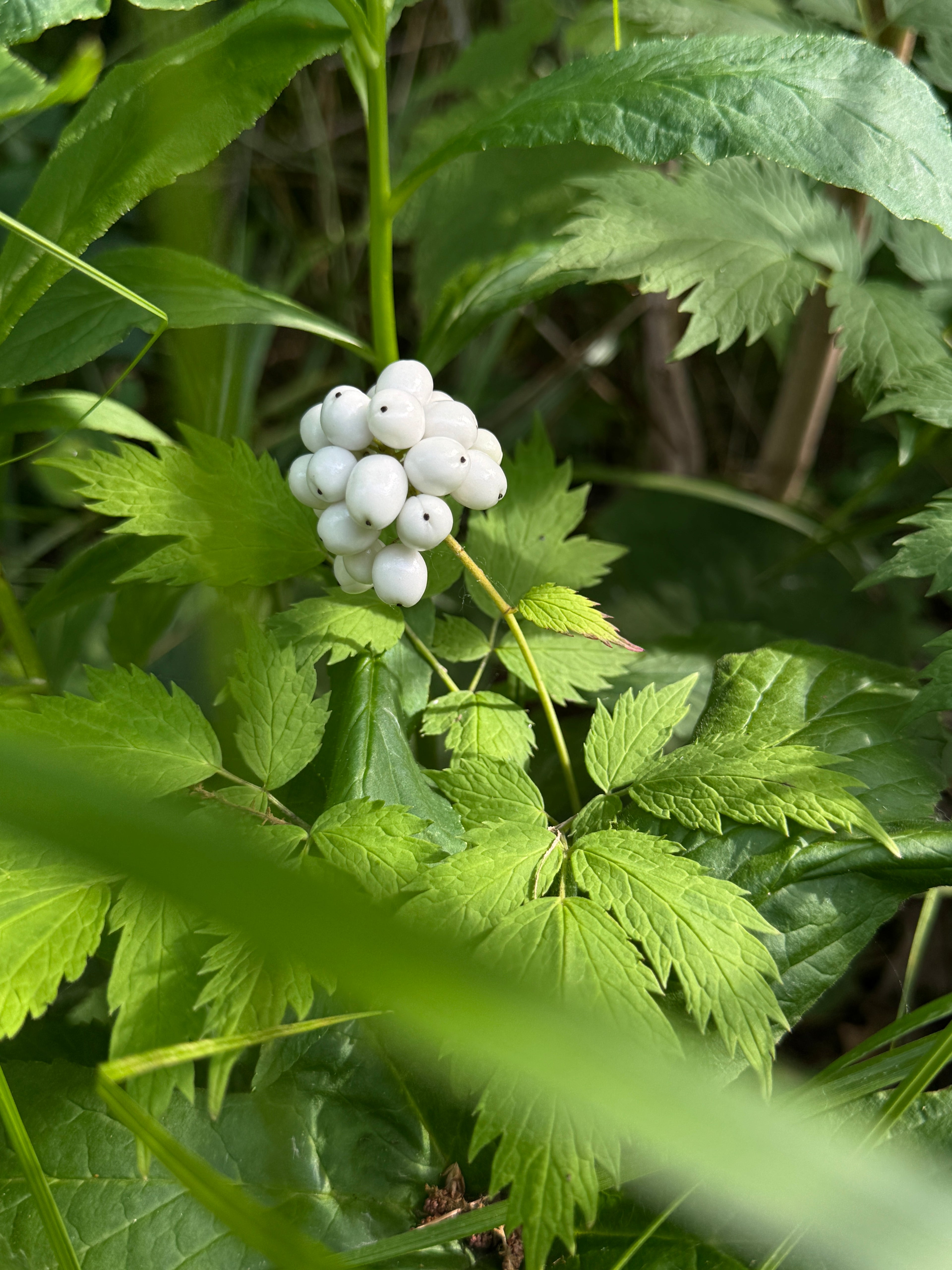 Red Baneberry (Actaea Rubra)