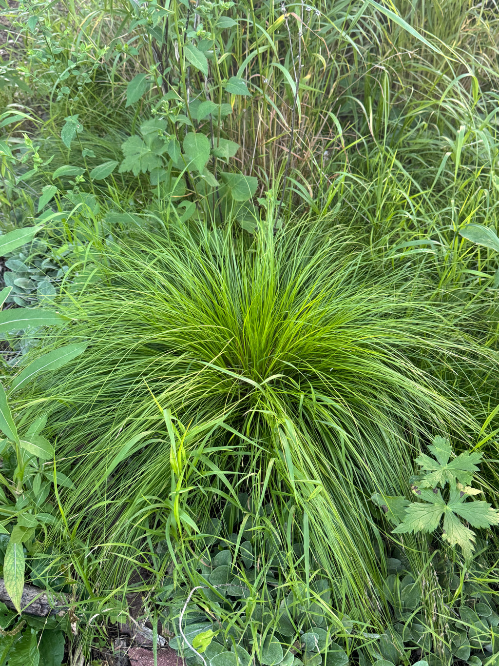 White Tinged Sedge (Carex albicans)