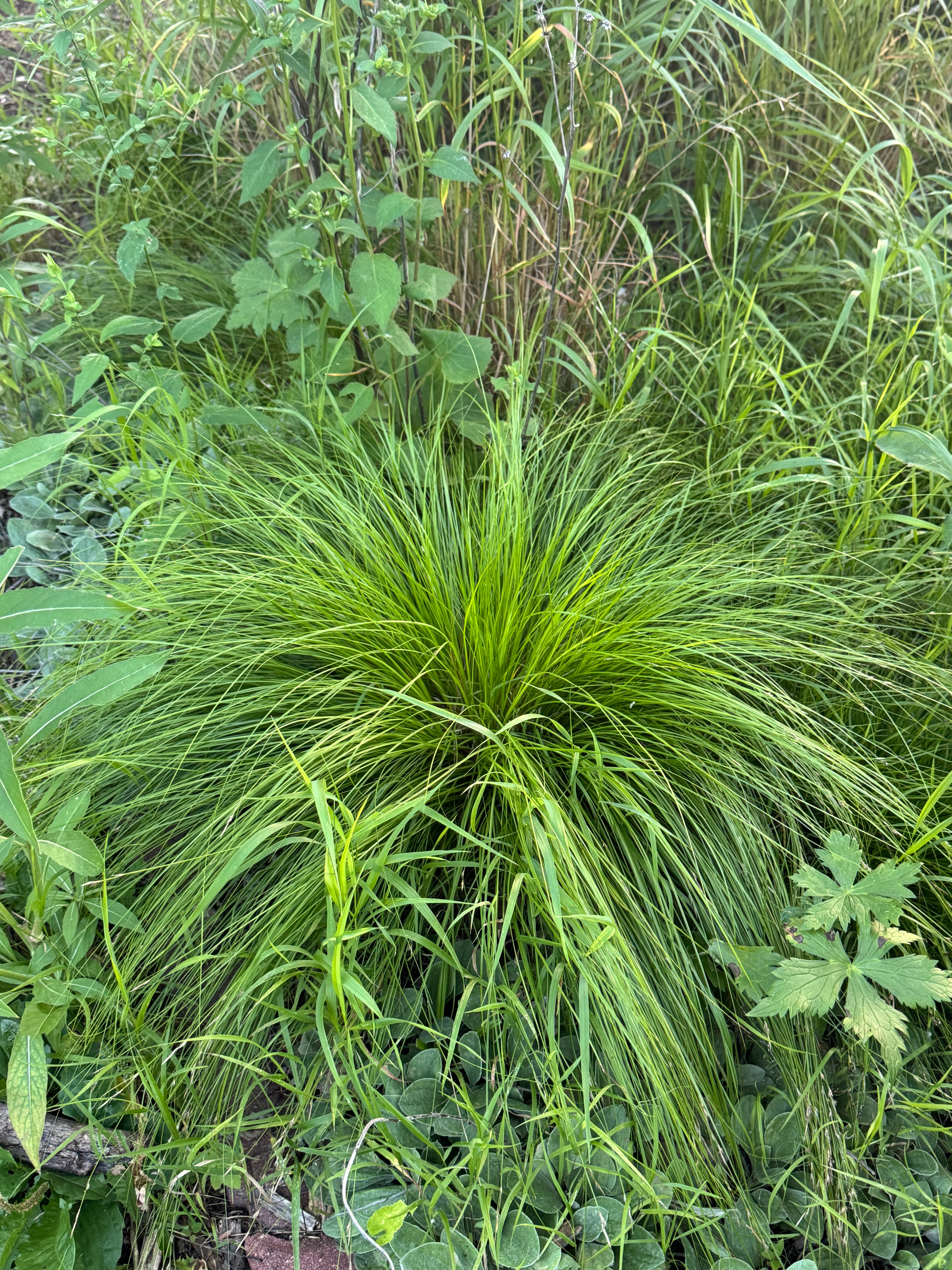 White Tinged Sedge (Carex albicans)