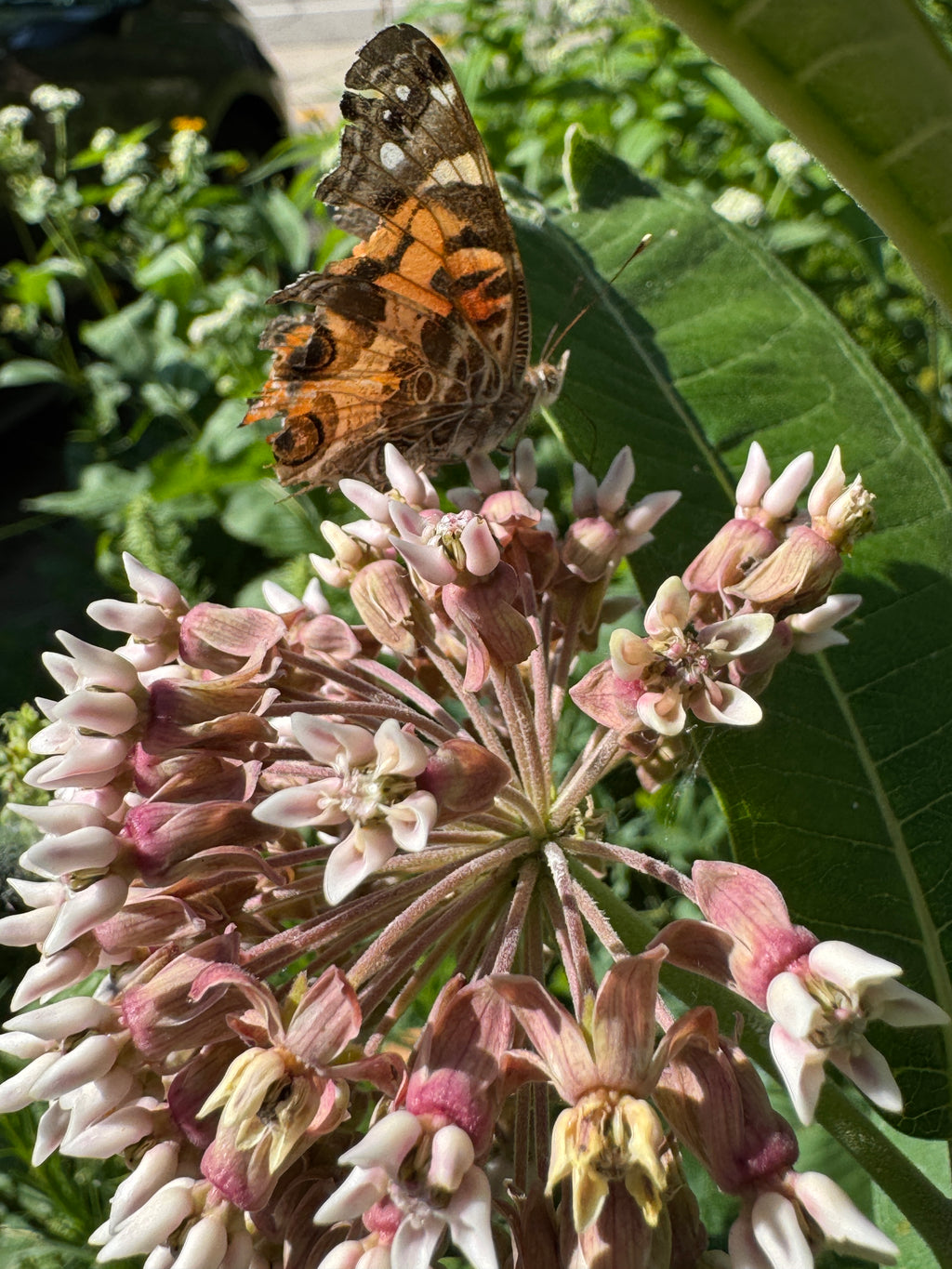 Common Milkweed (Asclepias Syriaca)