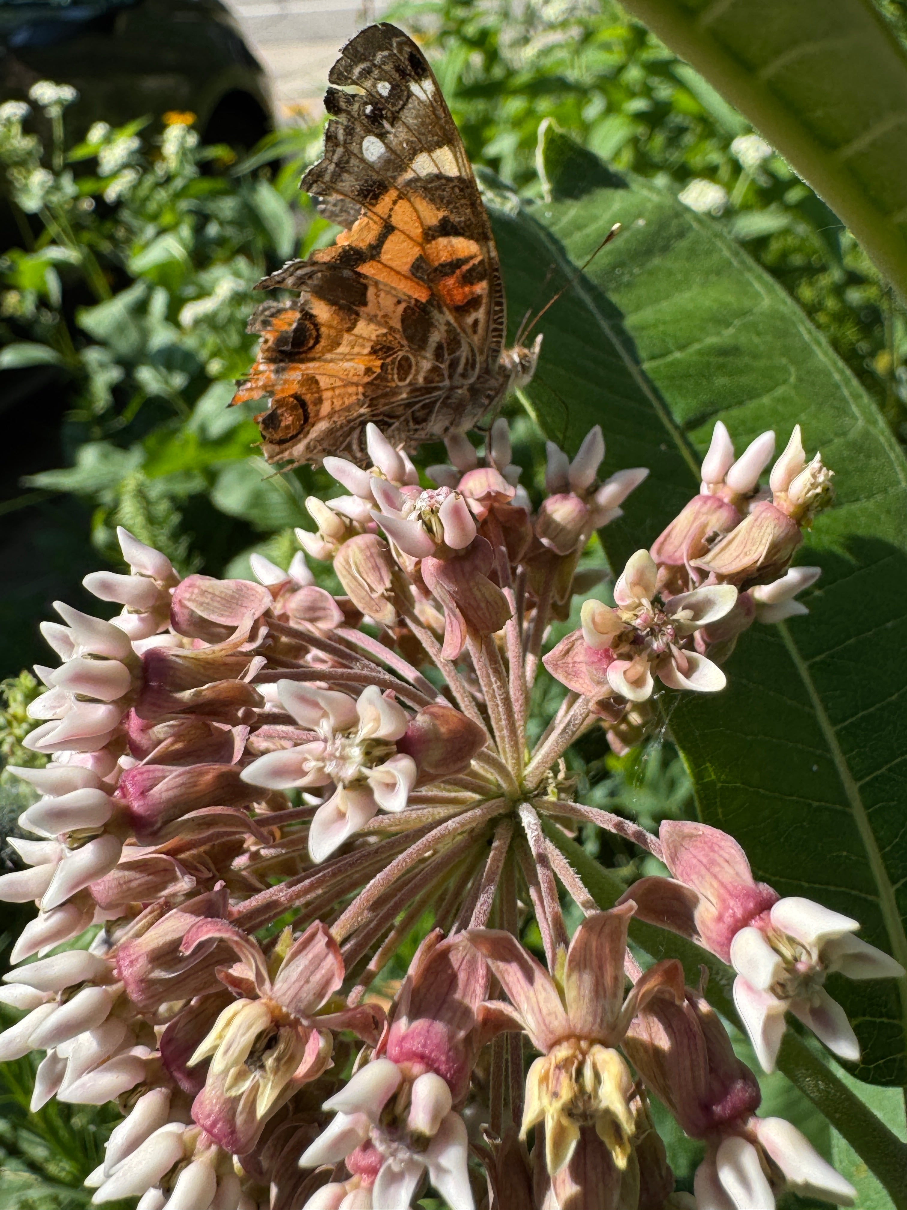 Common Milkweed (Asclepias Syriaca)