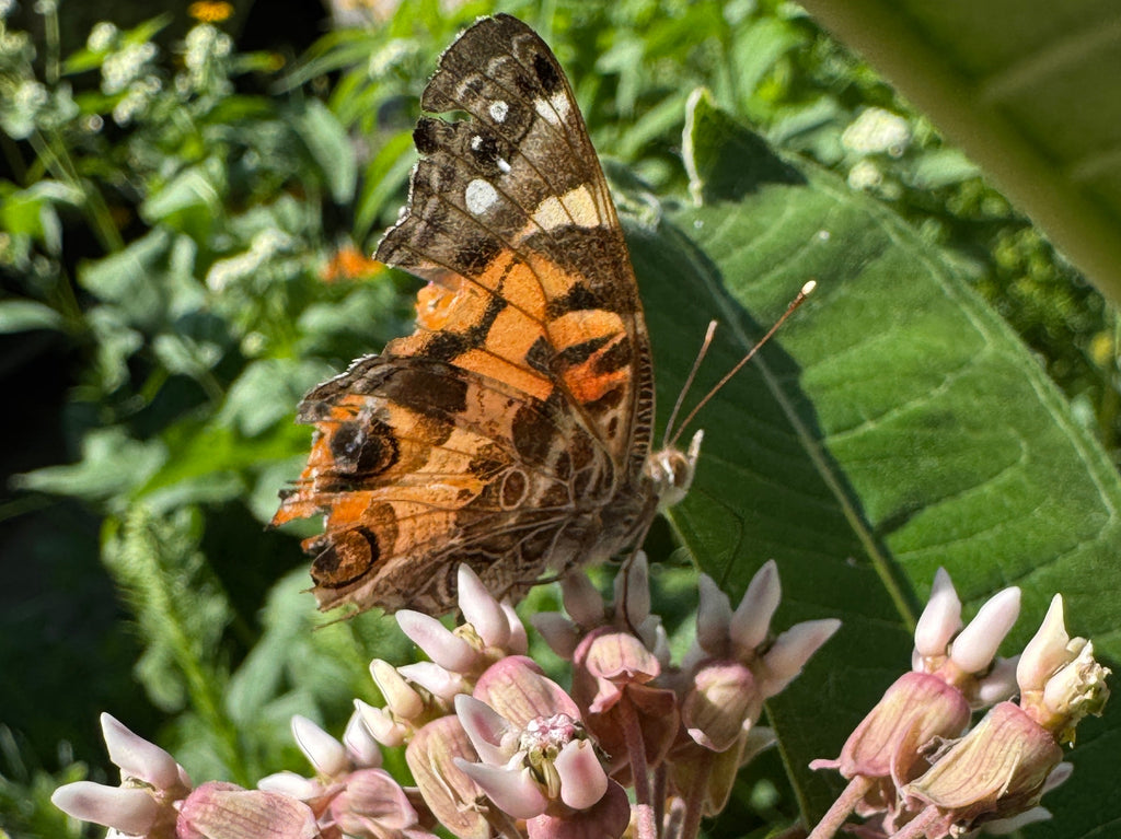 Butterfly on a flower with green leaves in the background