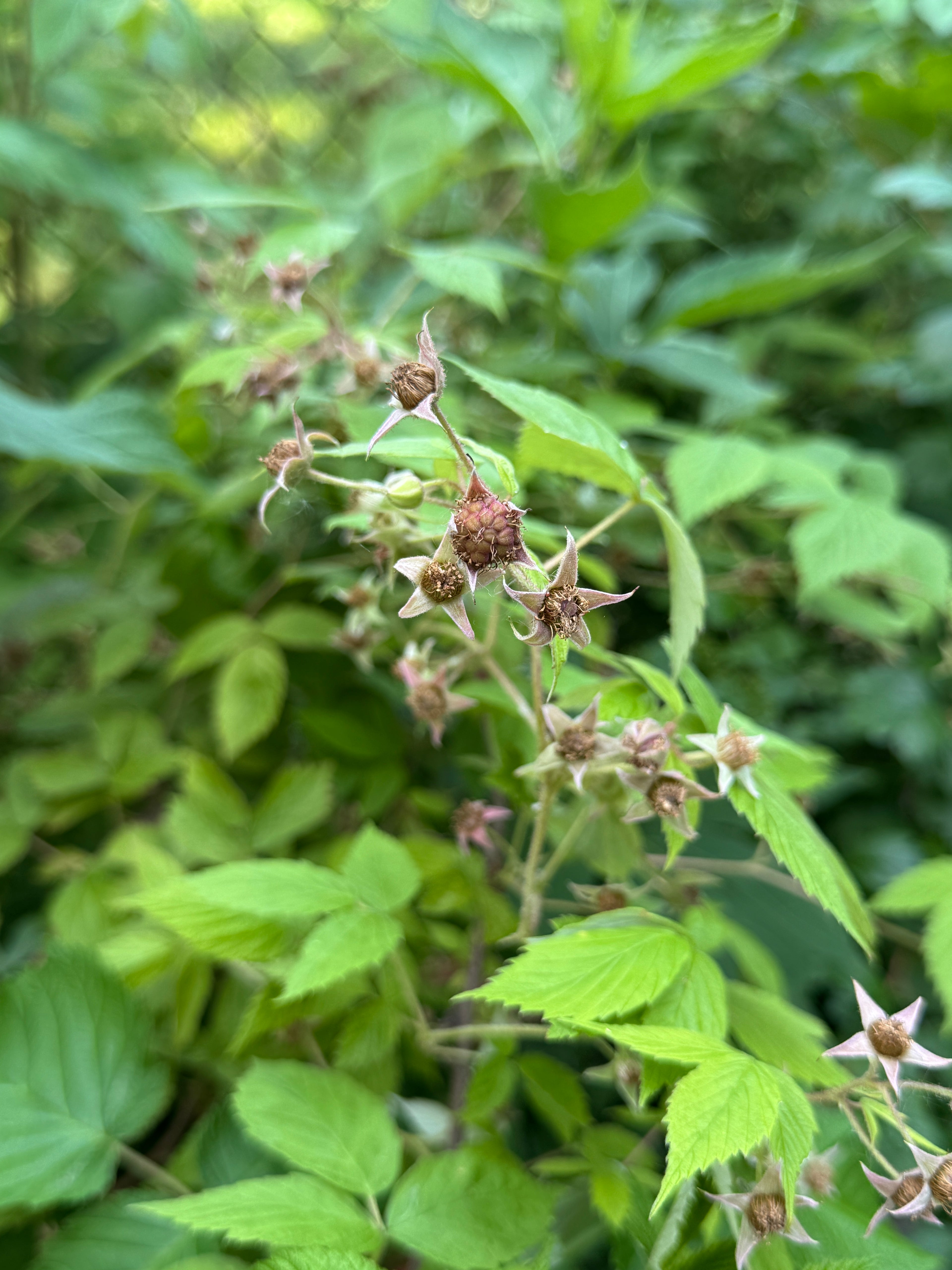 Yellow Raspberry (Rubus idaeus var. strigosus)