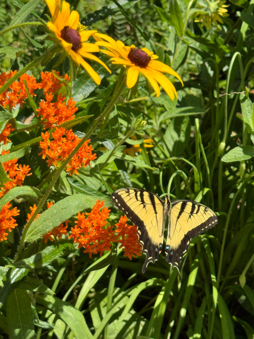 Butterfly Milkweed (Asclepias Tuberosa)