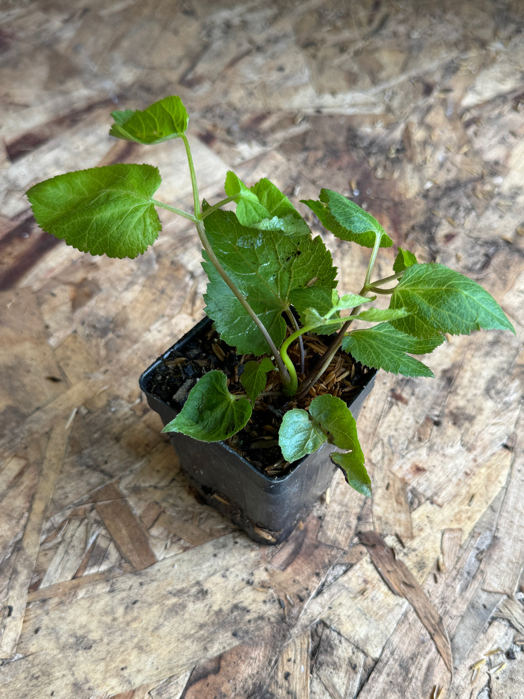 Spikenard (Aralia Racemosa)