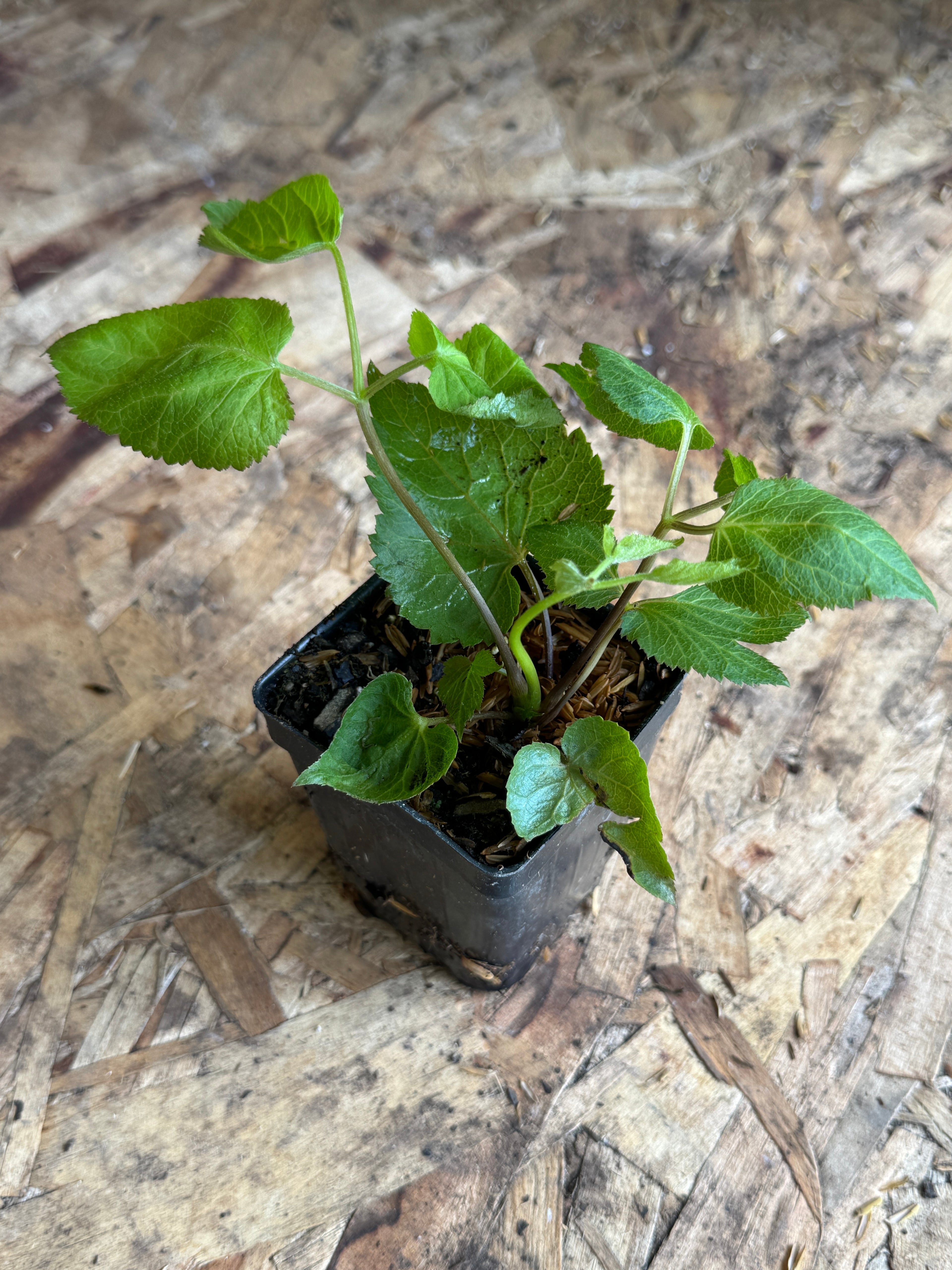 Spikenard (Aralia Racemosa)