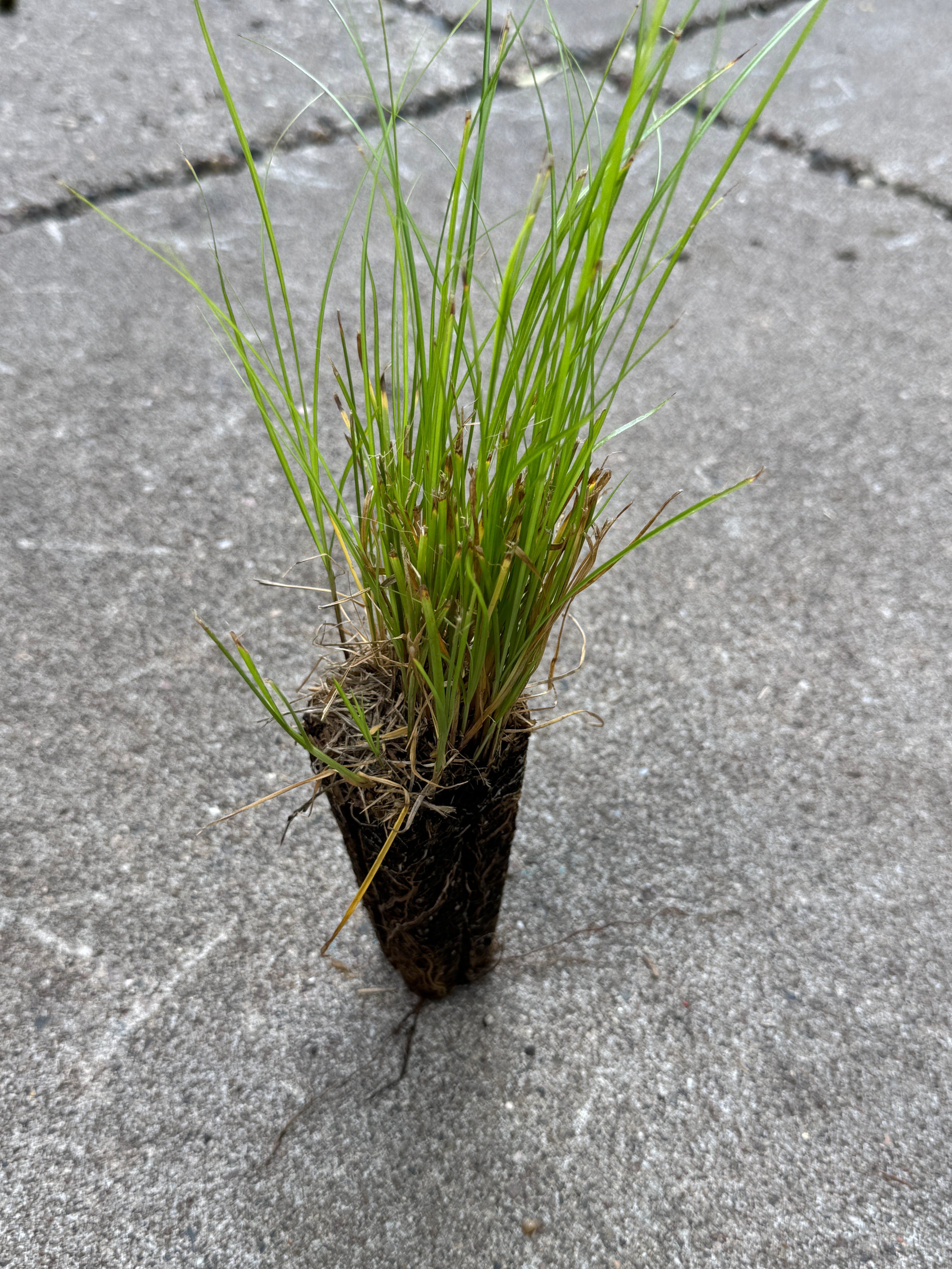 Appalachian Sedge (Carex Appalachica)