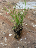 Pretty Sedge (Carex Woodii)