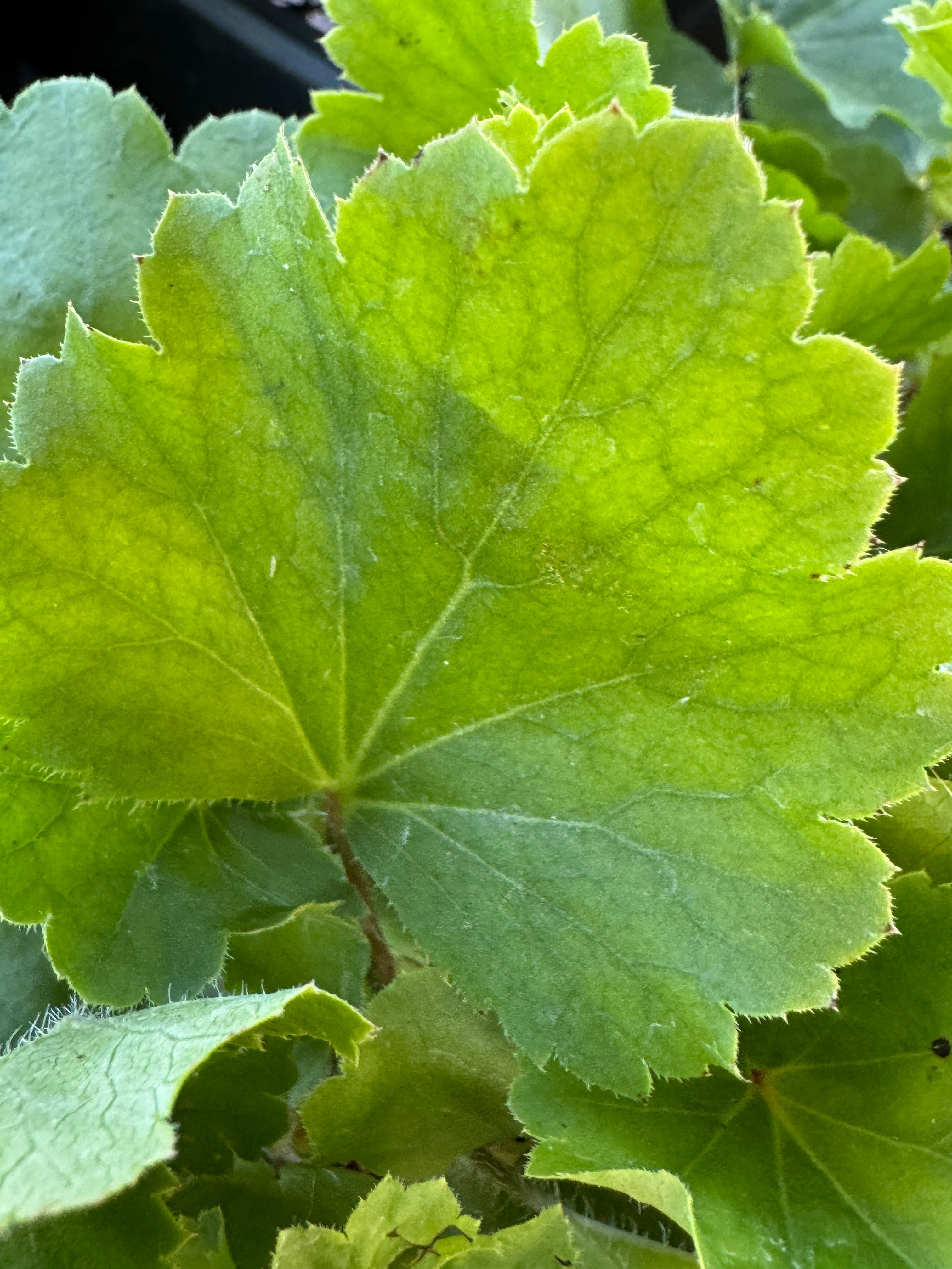 Prairie Alumroot (Heuchera Richardsonii)