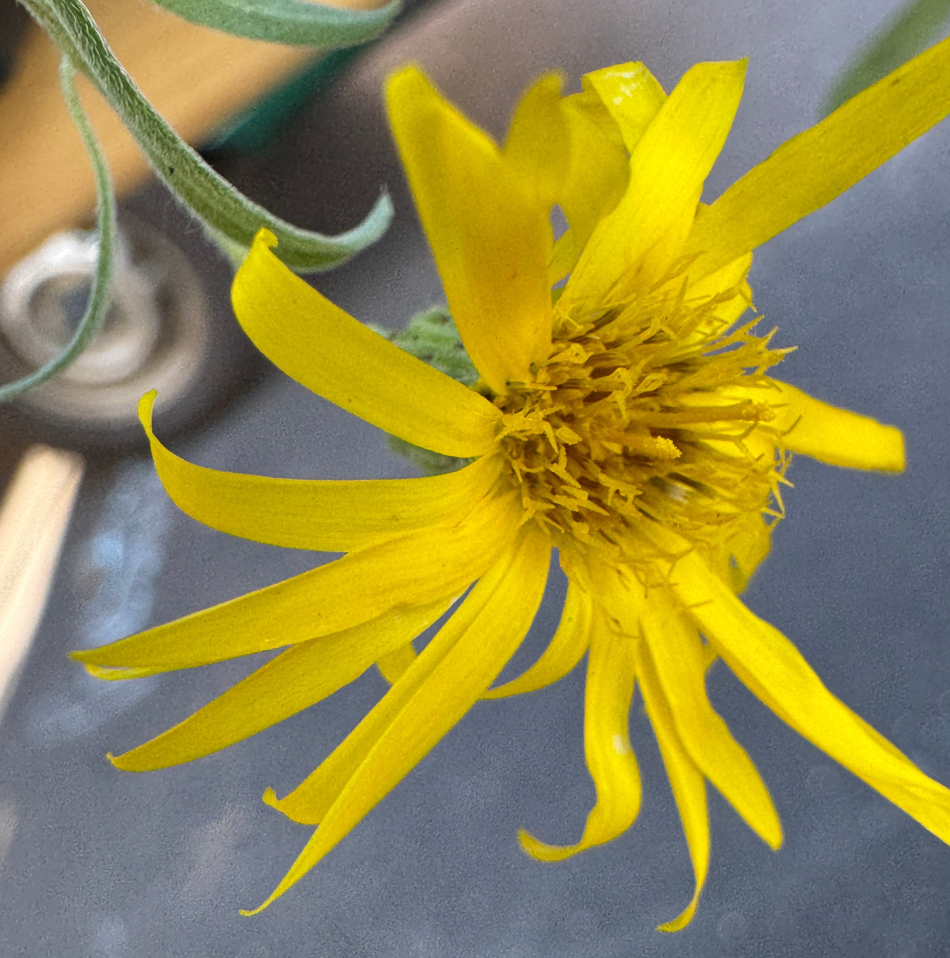 Hairy False Goldenaster (Heterotheca Villosa)