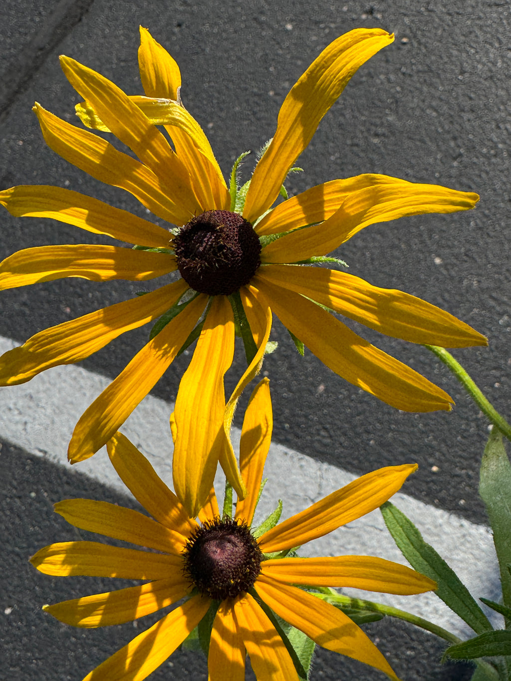Black-eyed Susan (Rudbeckia Hirta)