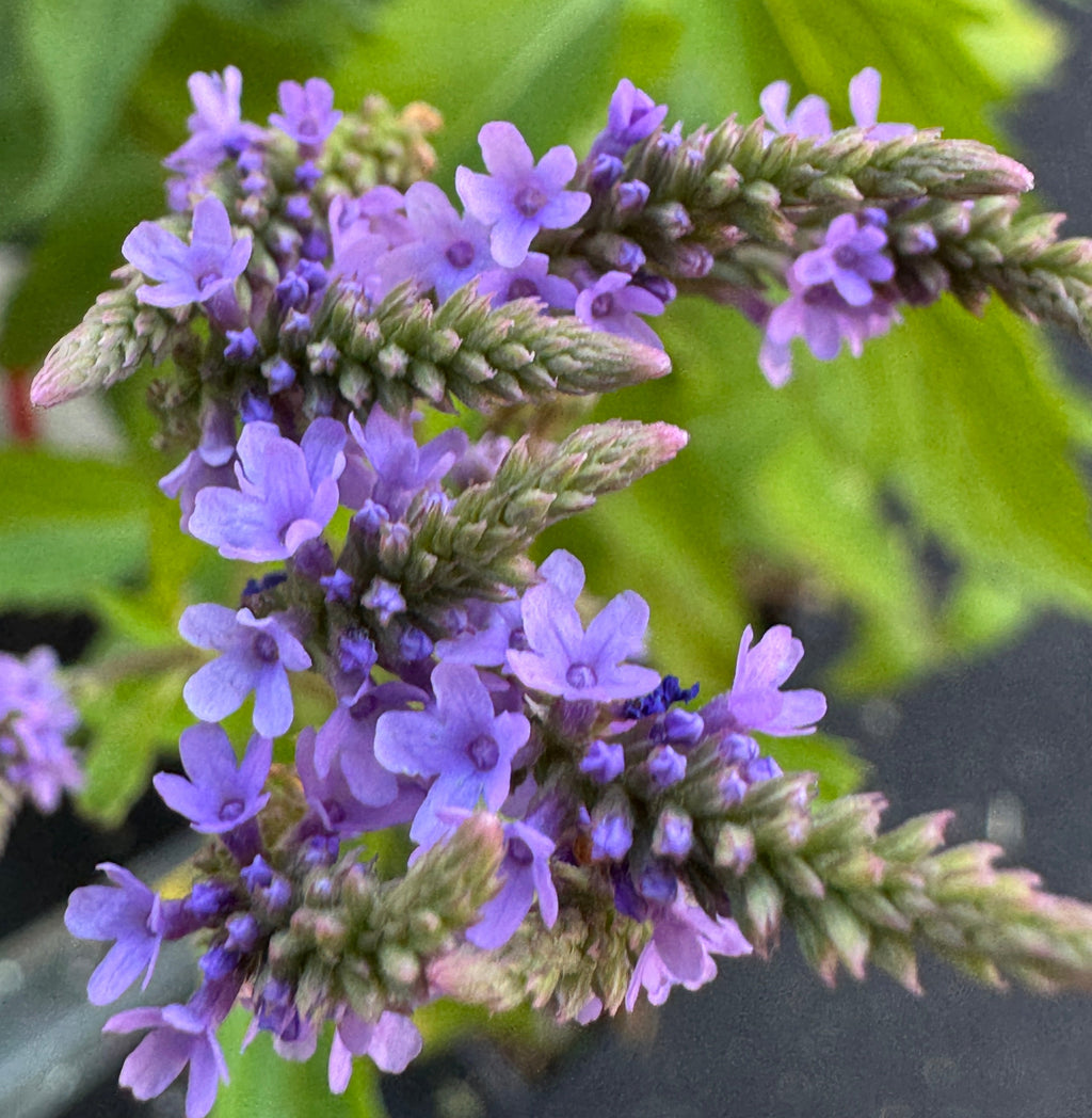 Blue Vervain (Verbena Hastata)