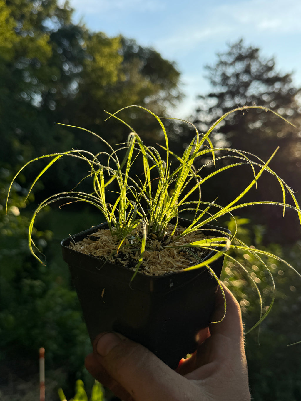 Fuzzy Wuzzy Sedge (Carex Hirsutella)