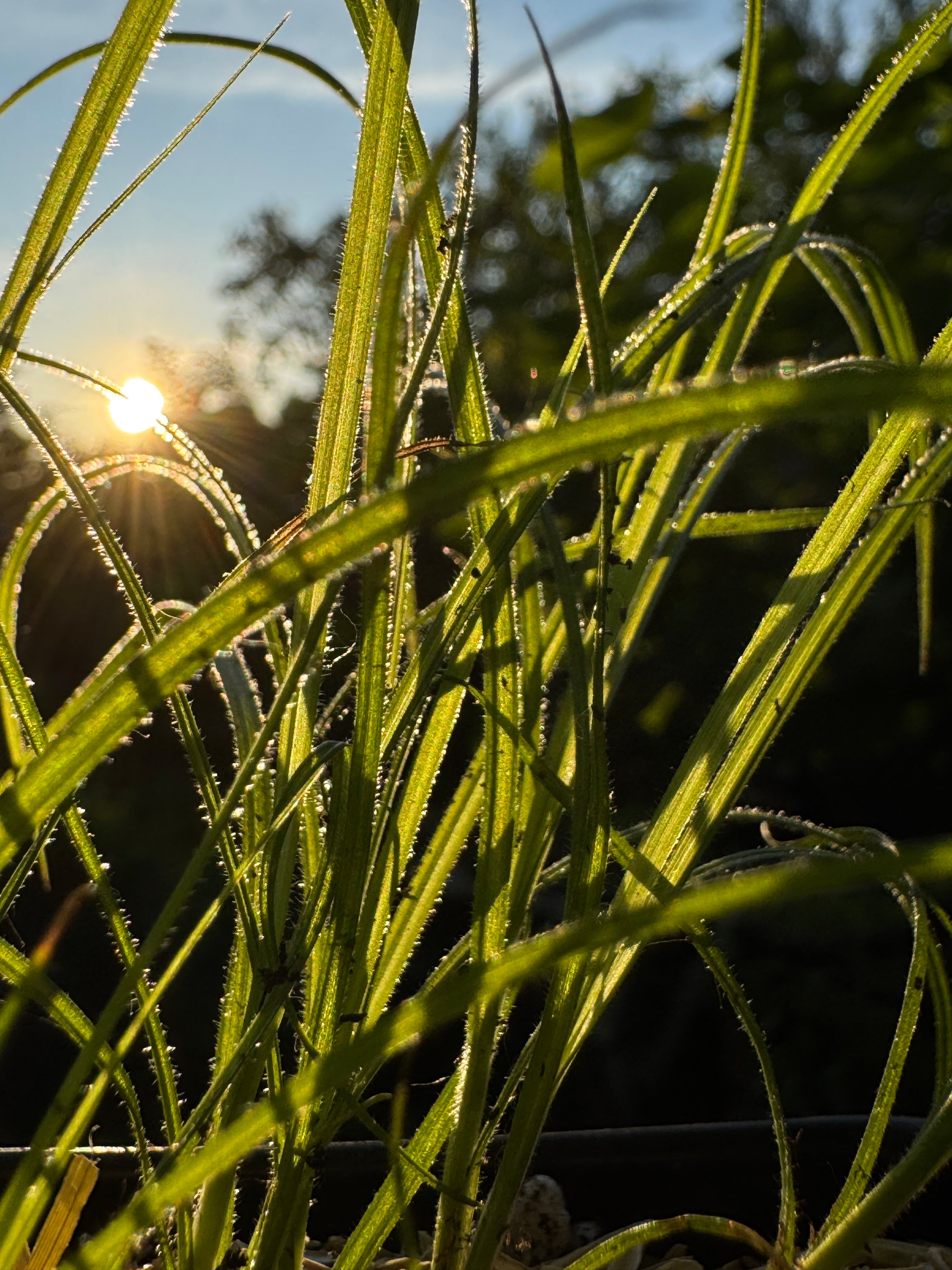 Fuzzy Wuzzy Sedge (Carex Hirsutella)
