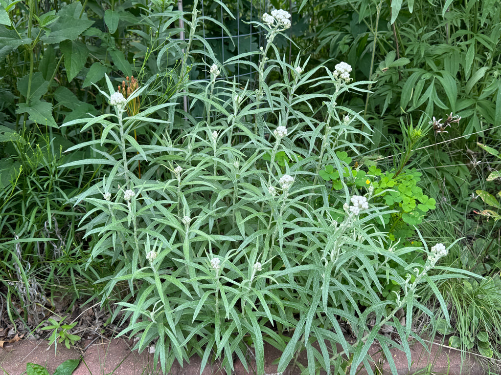Pearly Everlasting (Anaphalis Margaritacea)