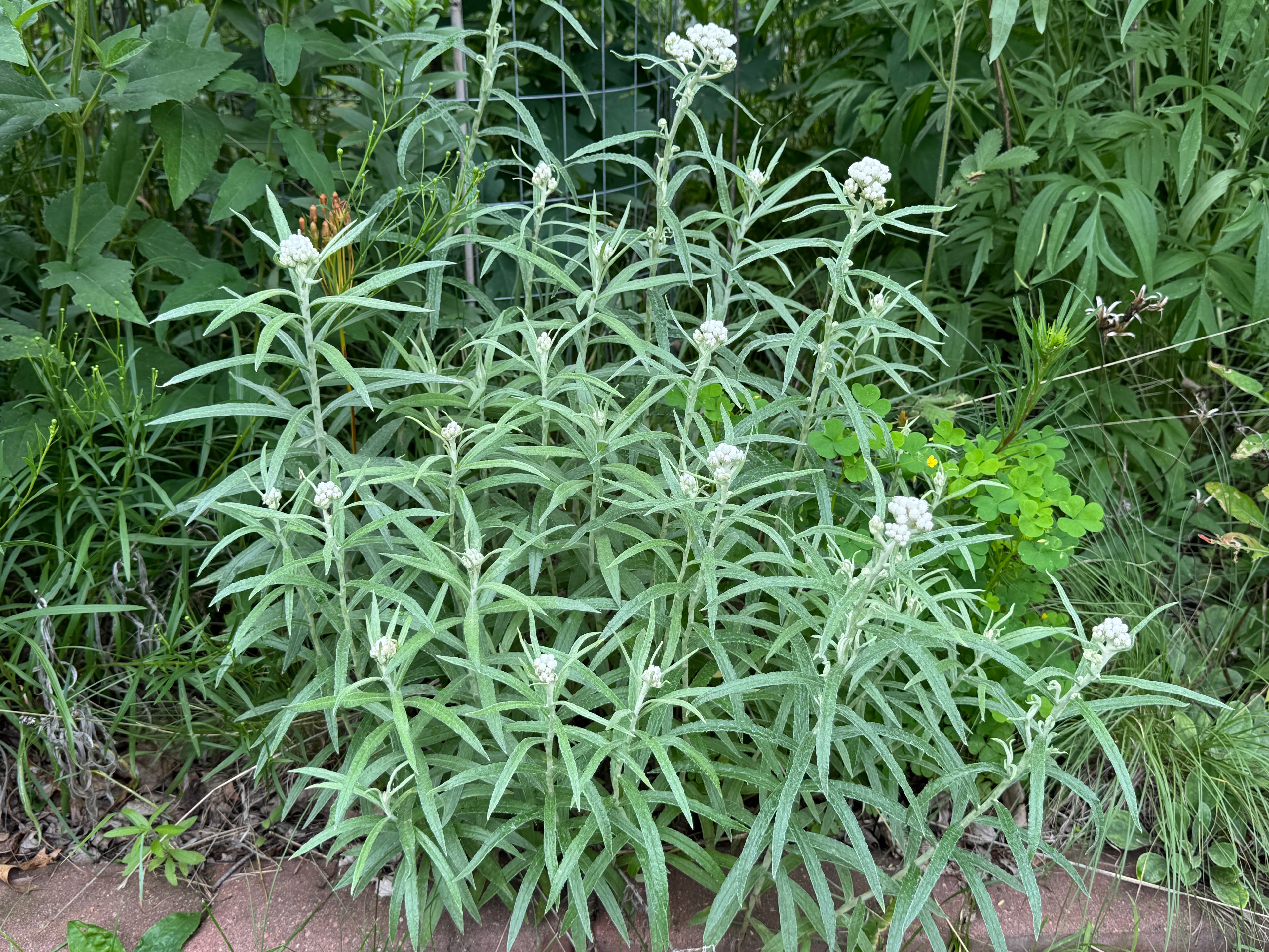 Pearly Everlasting (Anaphalis Margaritacea)