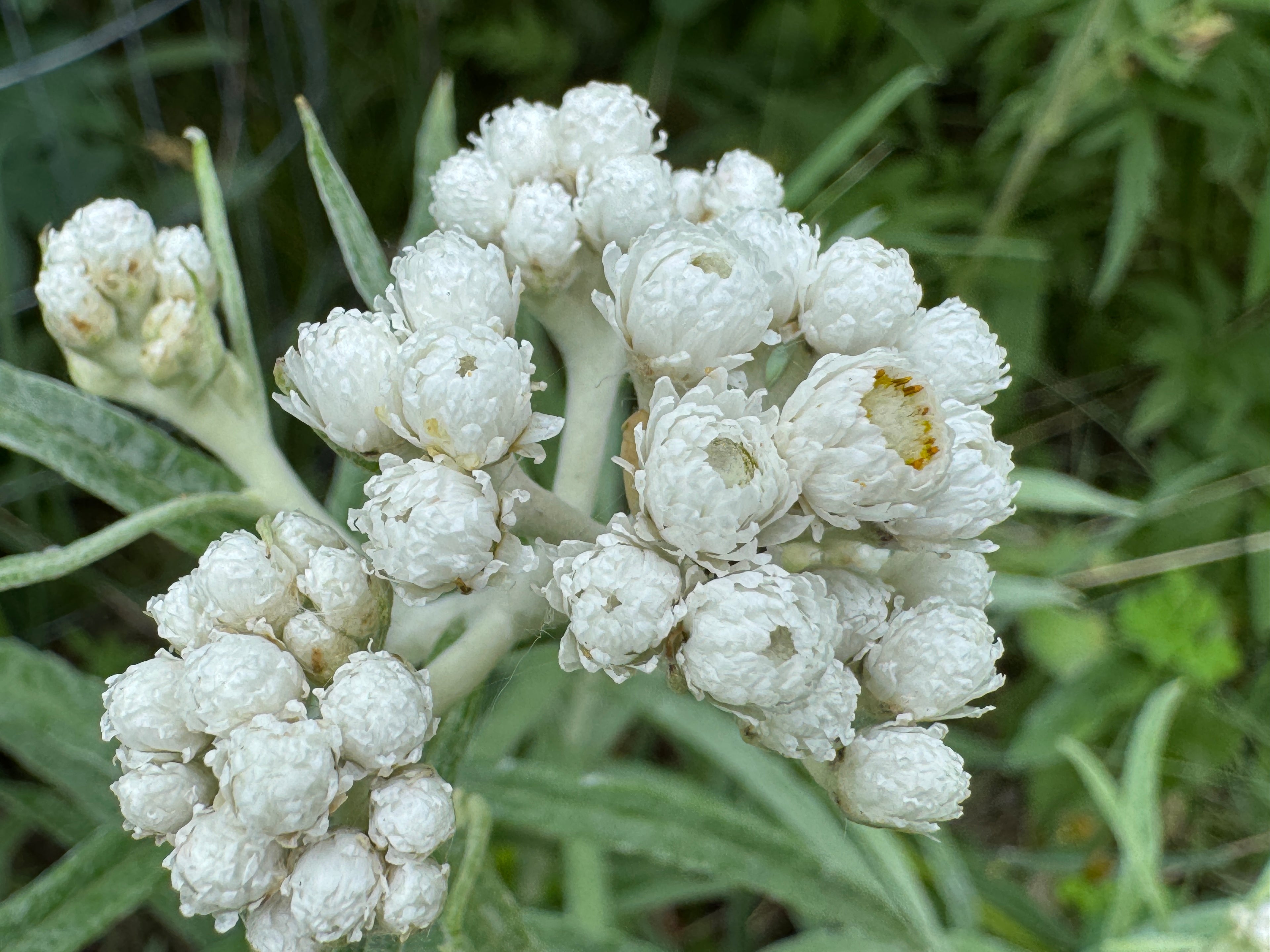 Pearly Everlasting (Anaphalis Margaritacea)