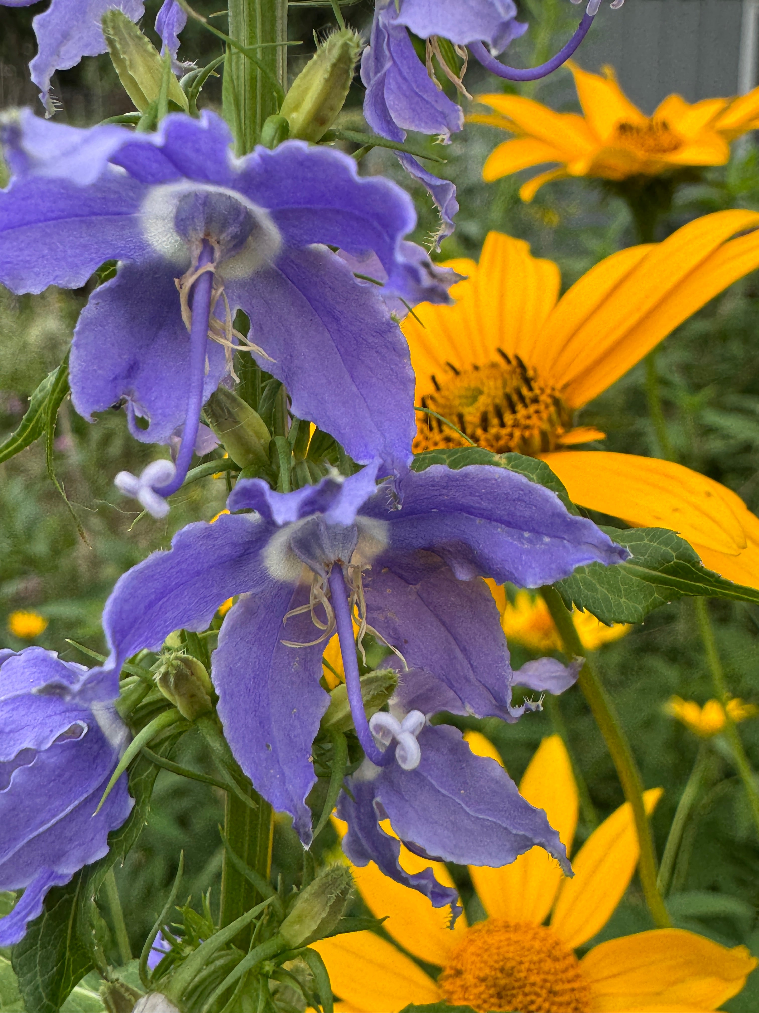 Ox Eye (Heliopsis Helianthoides)