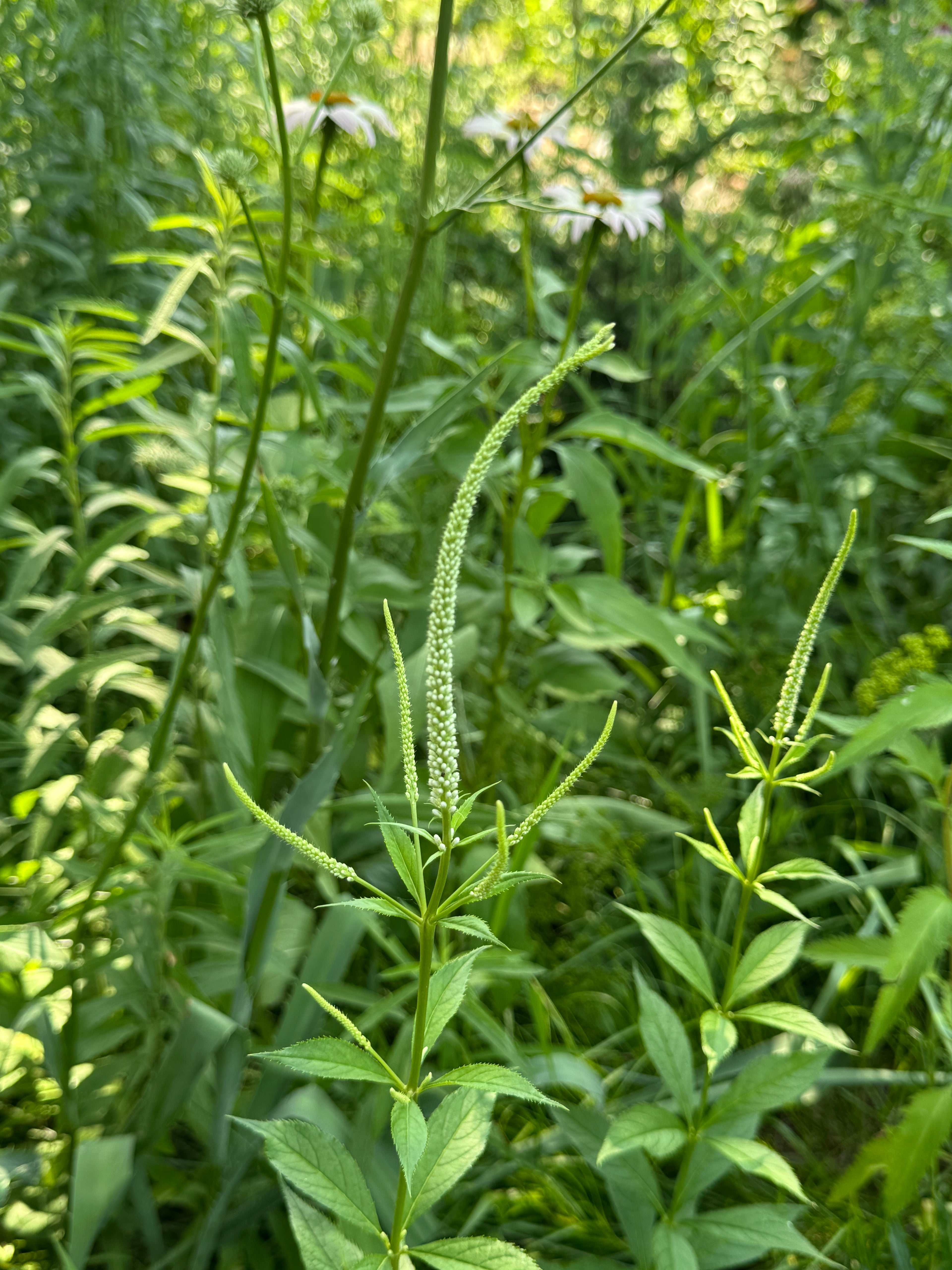 Culver's Root (Veronicastrum Virginicum)