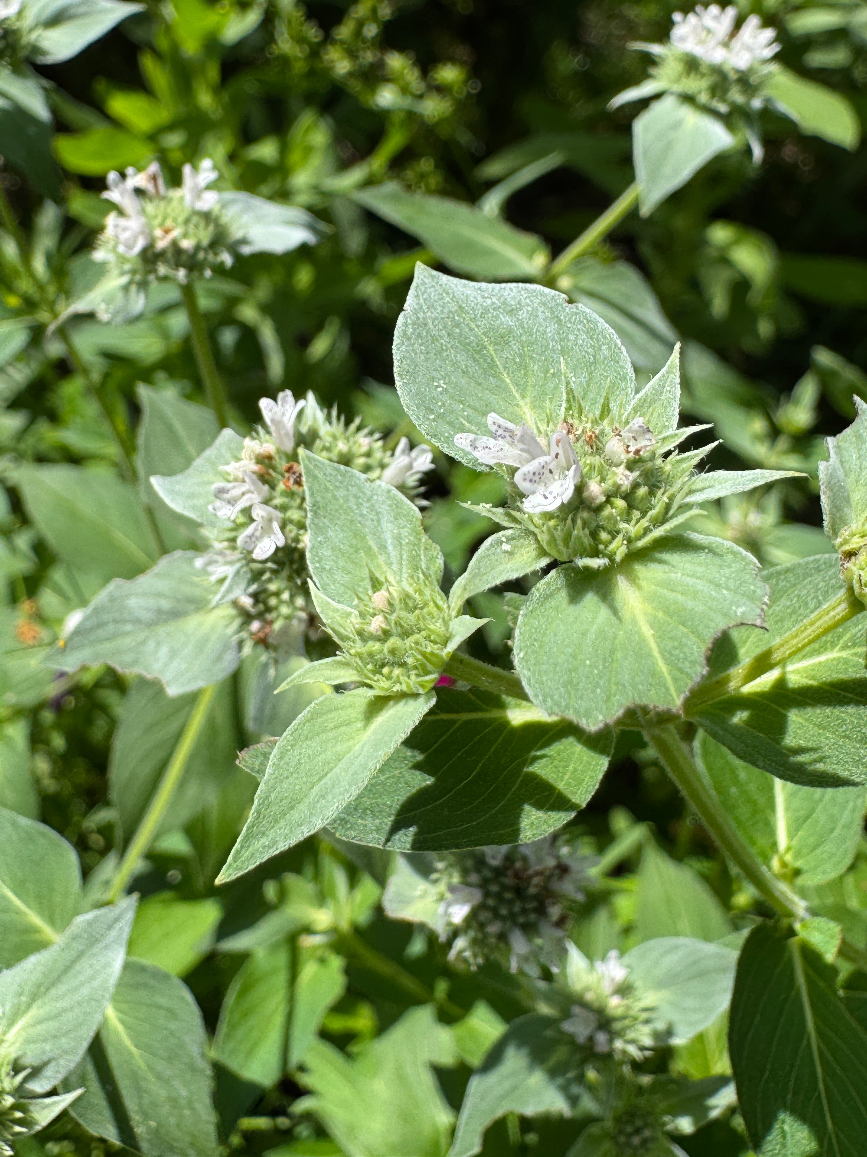 Clustered Mountain Mint (Pycnanthemum Muticum)