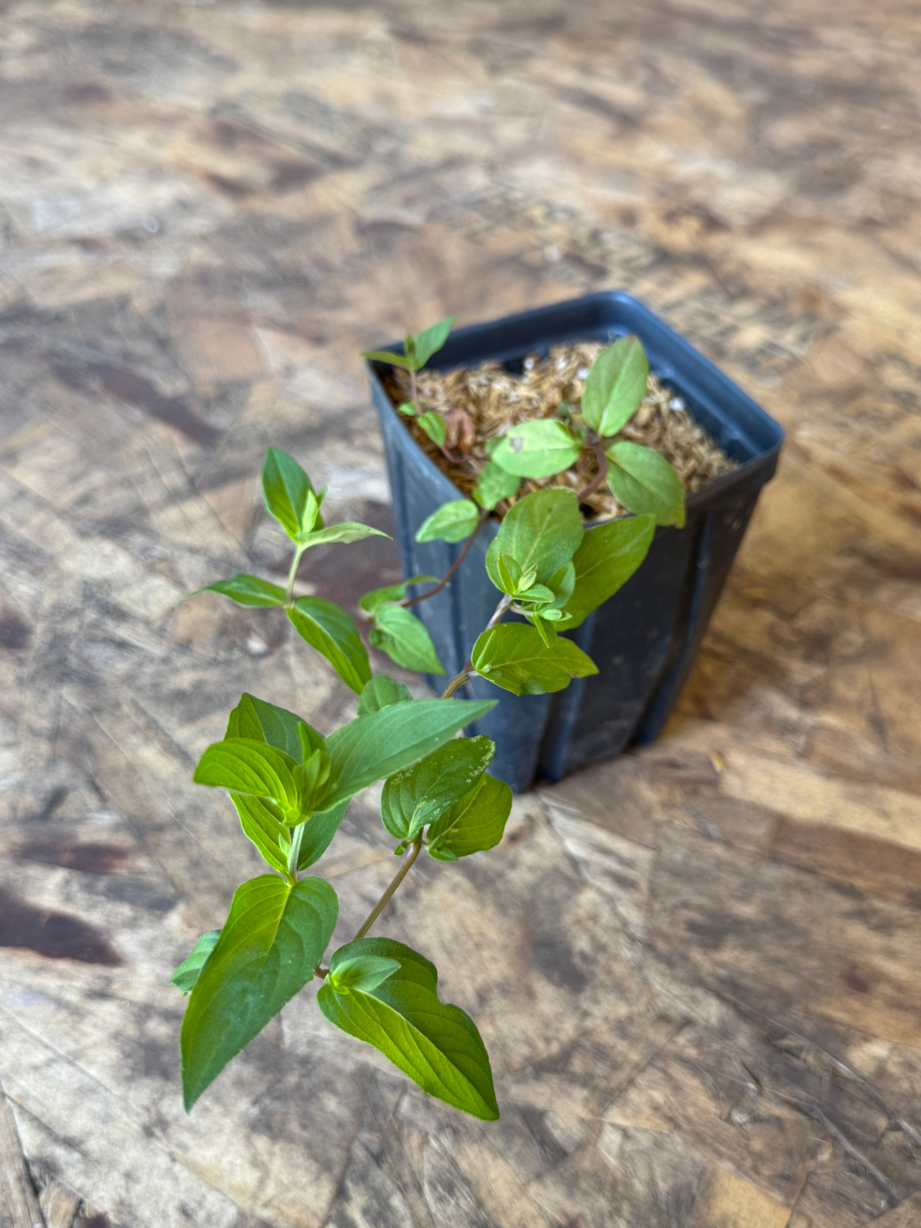 Clustered Mountain Mint (Pycnanthemum Muticum)