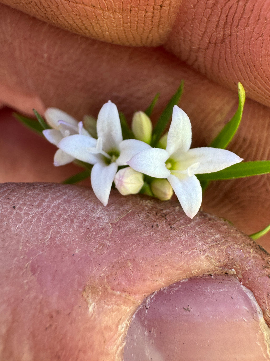 Long leaved bluet (Houstonia Longifolia)